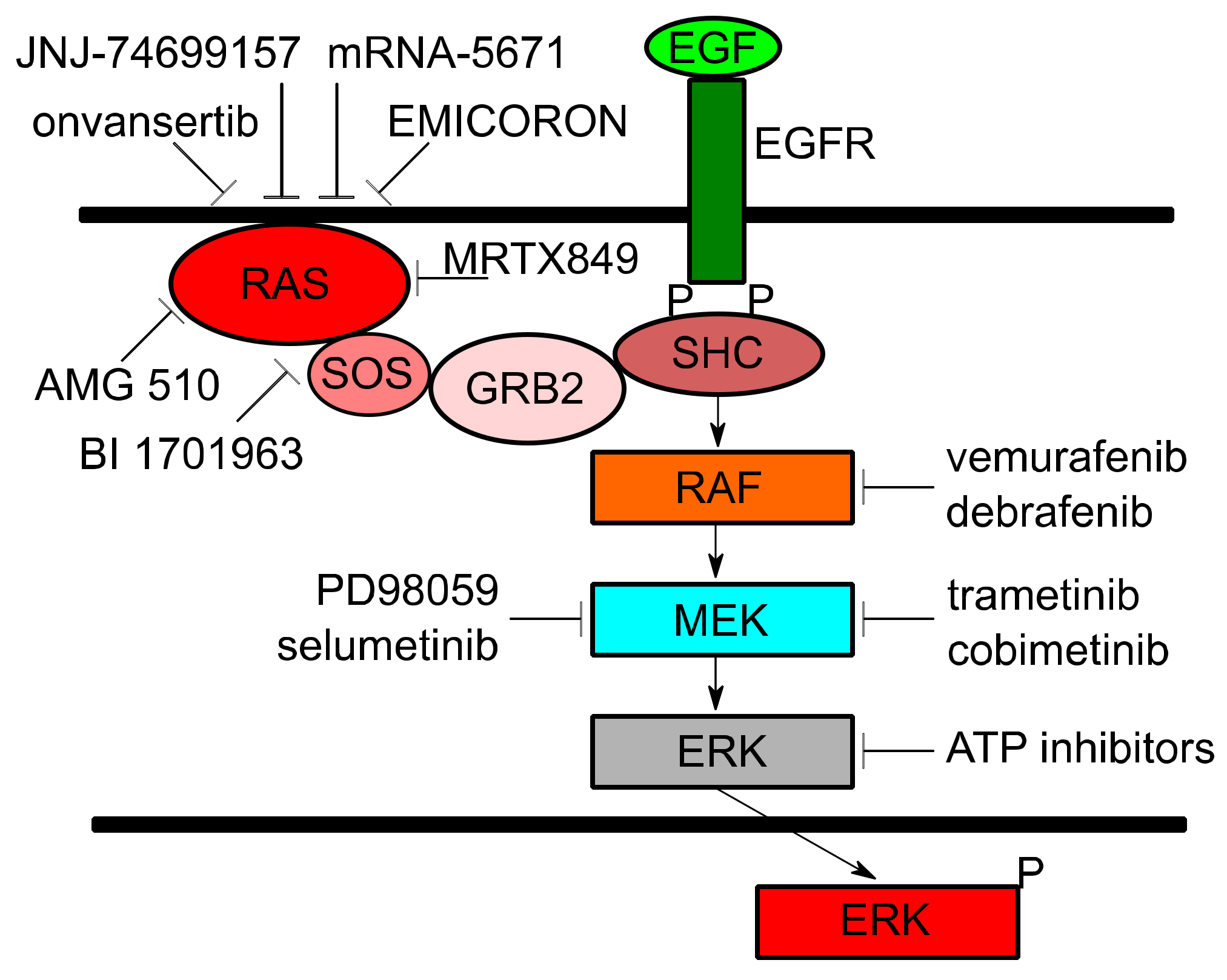 Cancers Free Full Text Targeting Kras In Cancer Promising Therapeutic Strategies Html