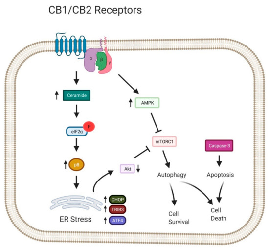Molecular Mechanism of Autophagy and Its Regulation by Cannabinoids in ...