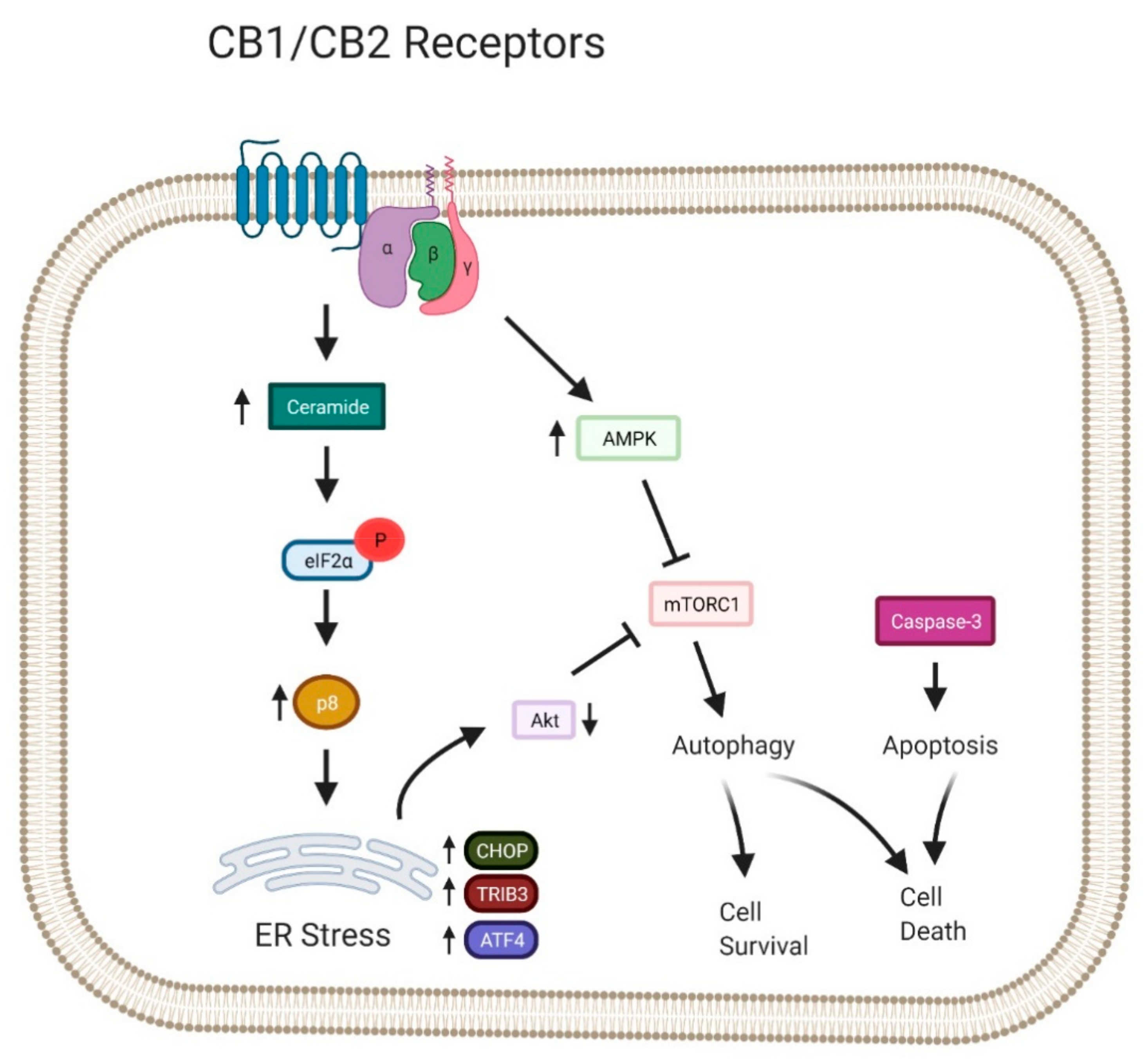 Cancers 13 01211 g004 Cancers 13 01211 g004