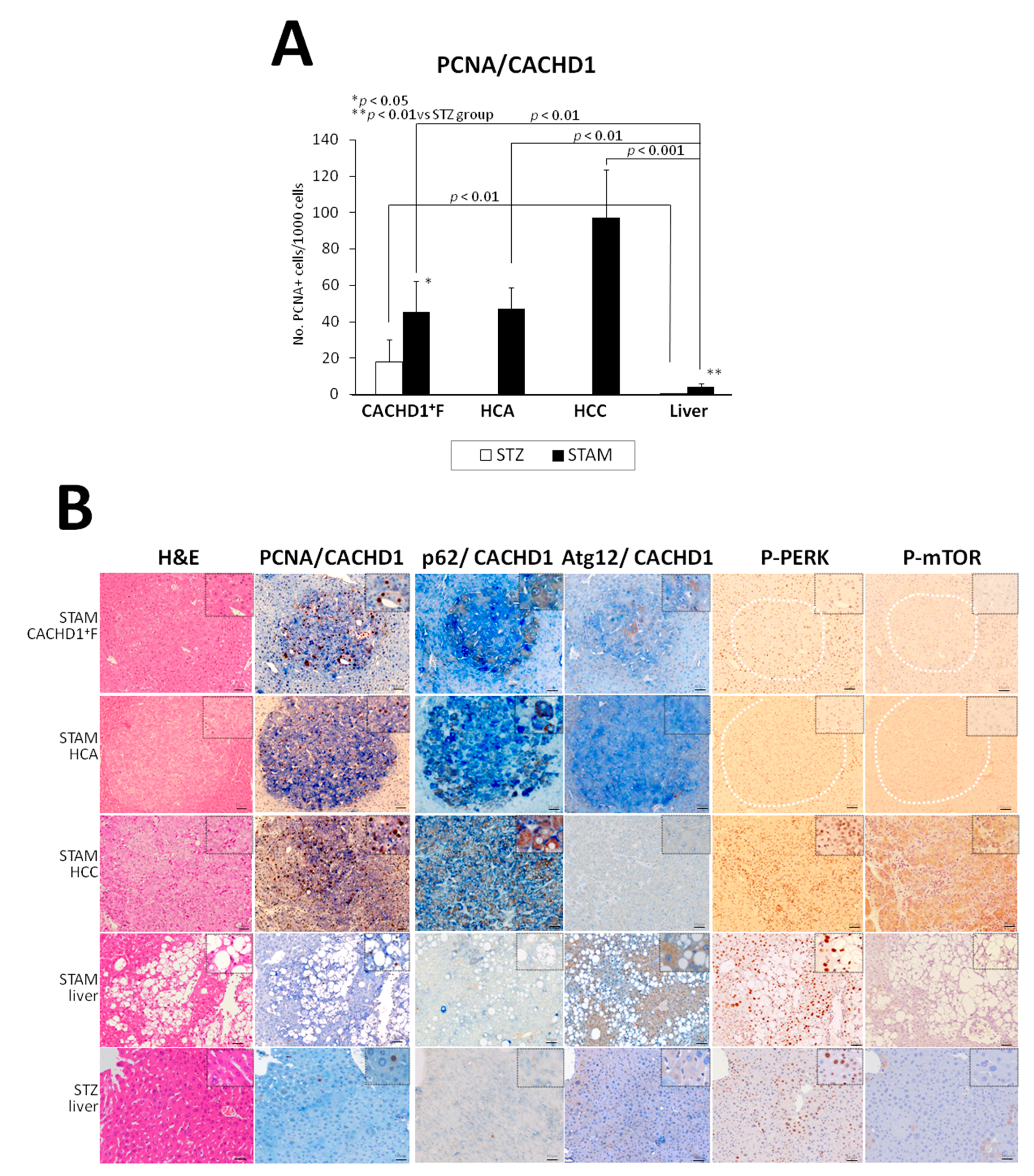 Cancers 13 01216 g002