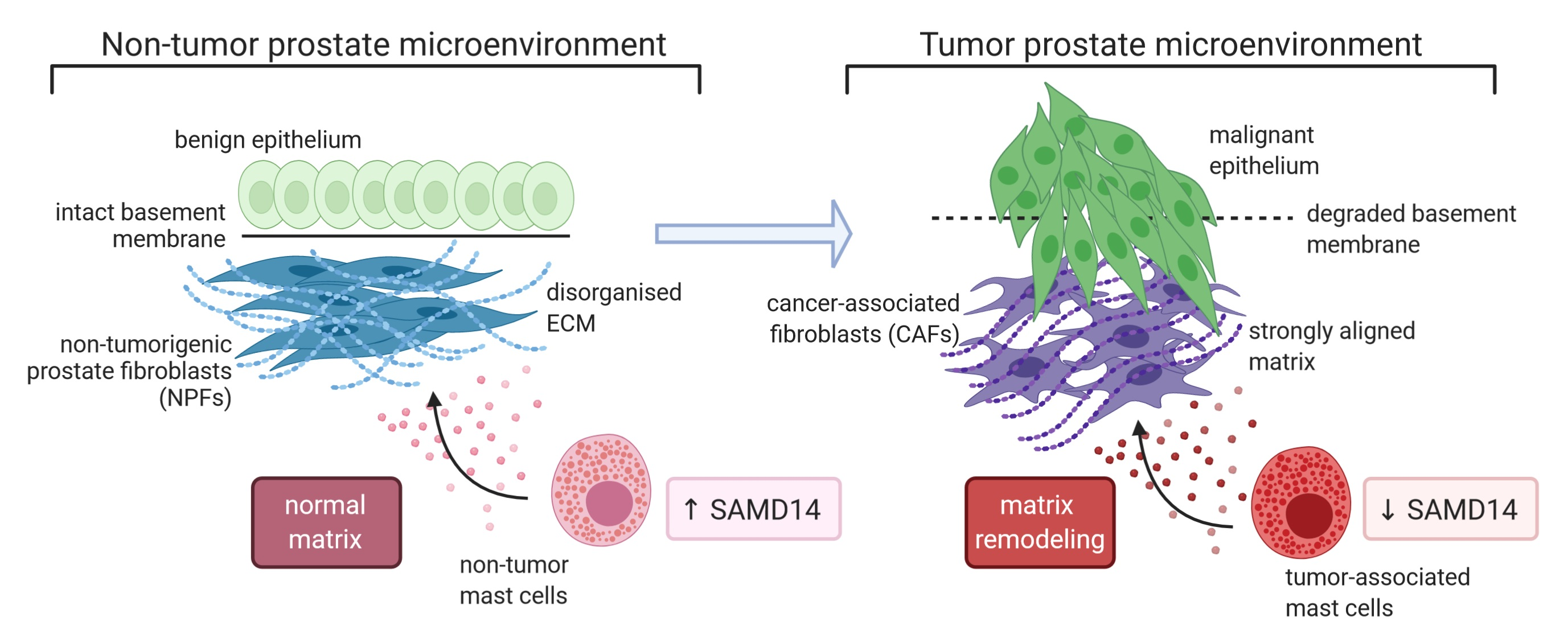 testosterone and prostate cancer mayo clinic ahol a prosztatitist kezelik