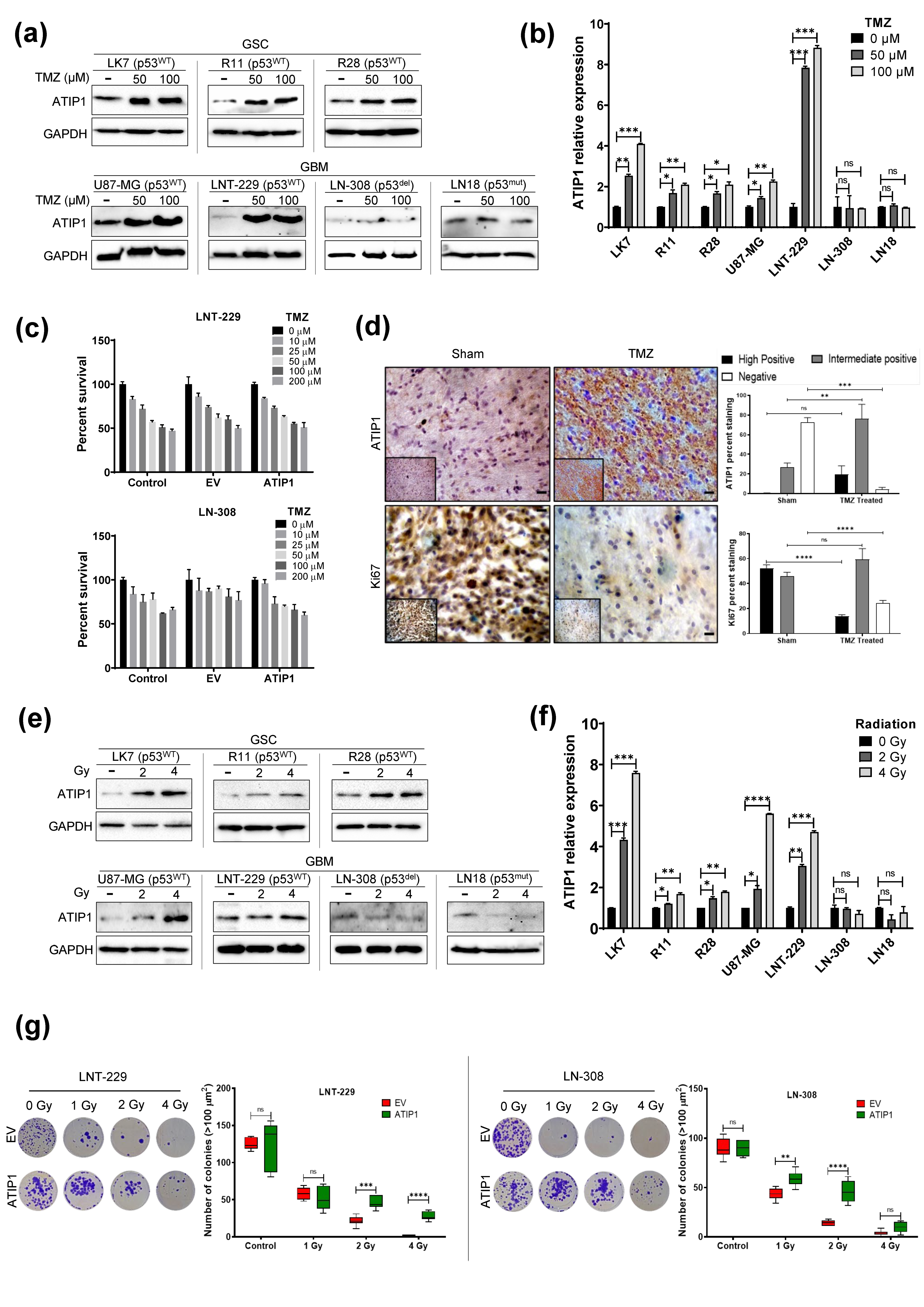 Cancers 13 01245 g005 Cancers 13 01245 g005