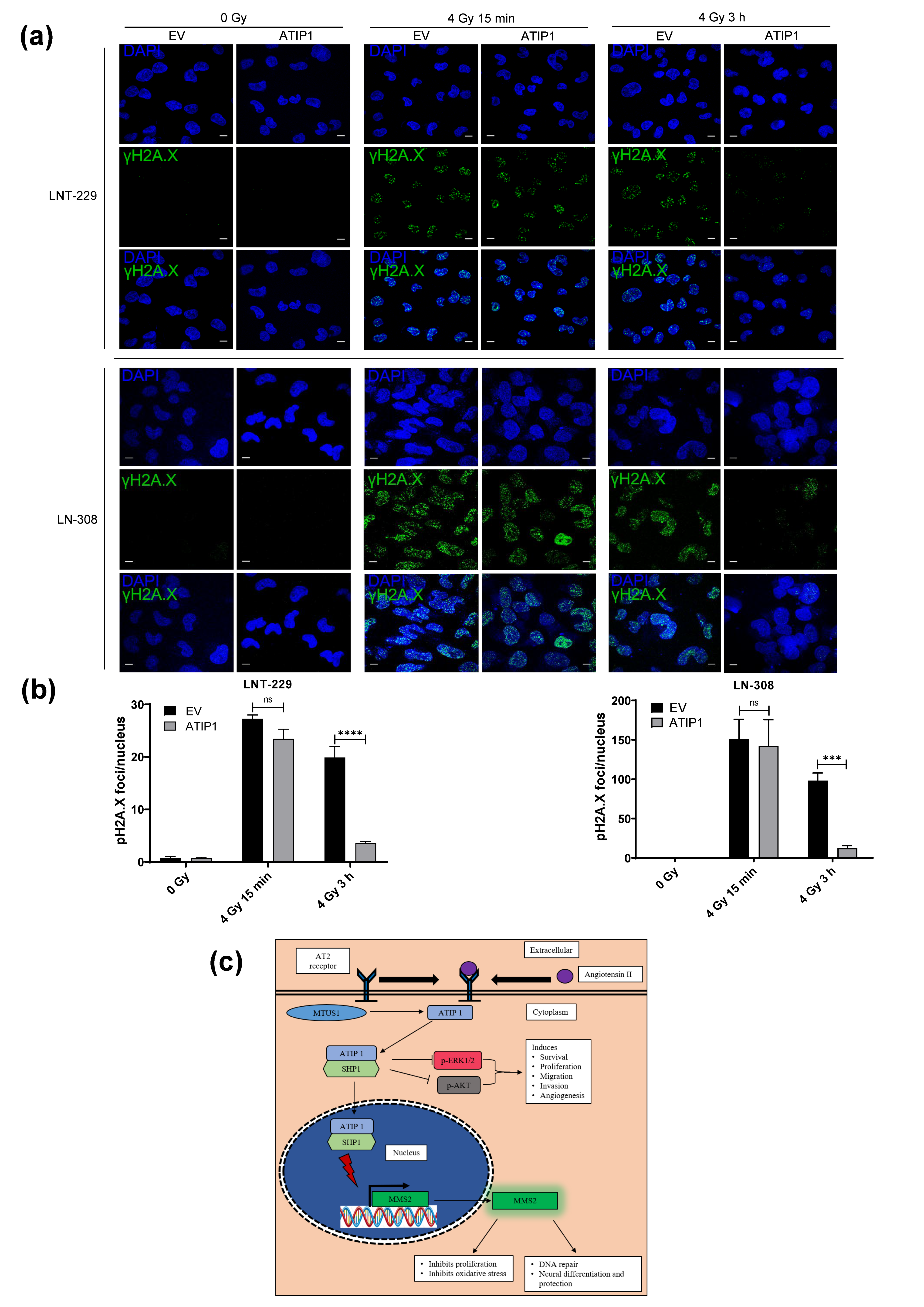 Cancers 13 01245 g006 Cancers 13 01245 g006