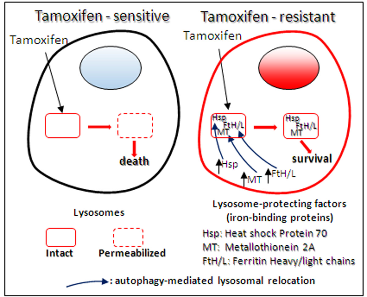 Cancers | Free Full-Text | Autophagy Triggers Tamoxifen Resistance in ...