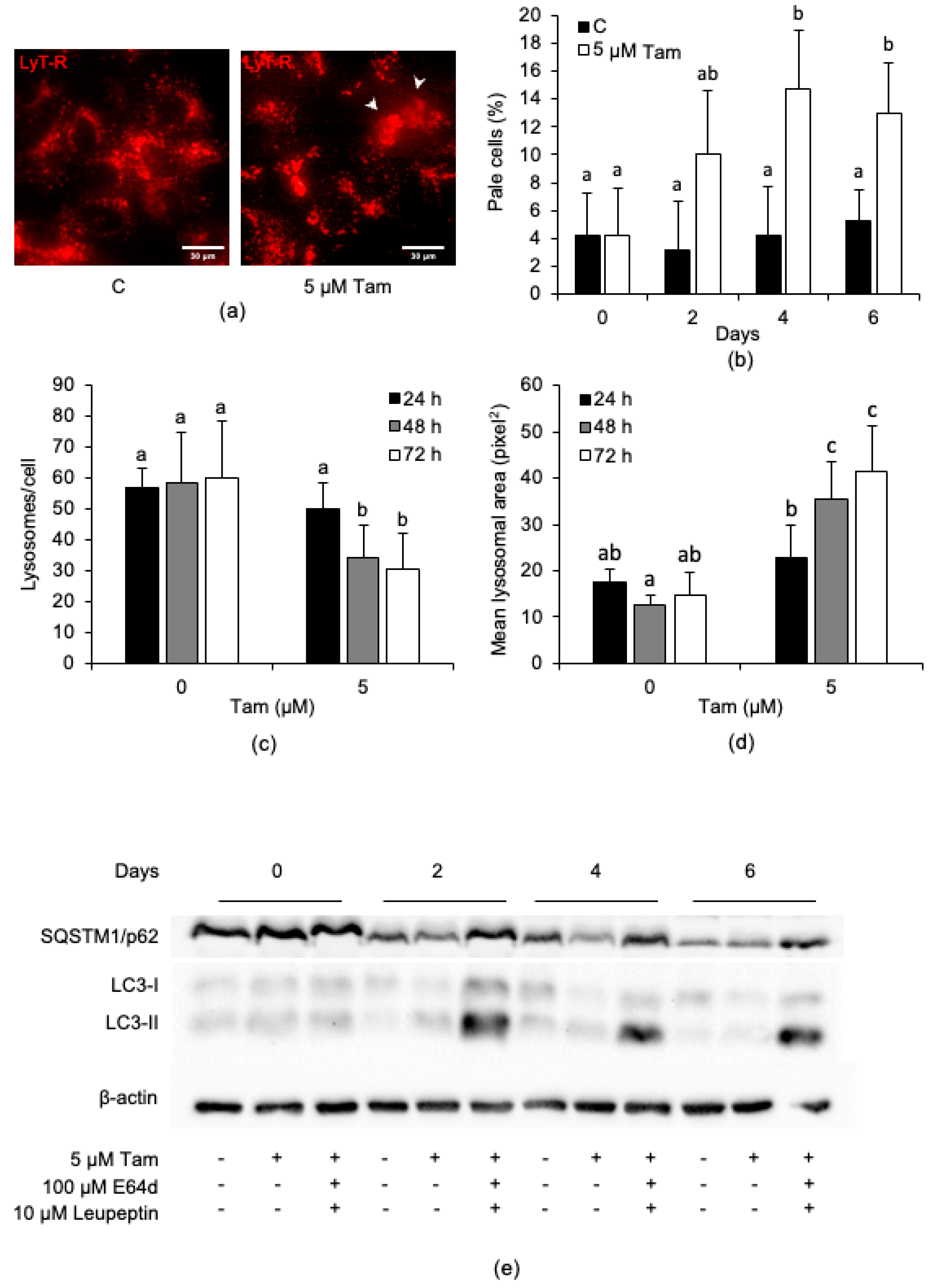 Cancers 13 01252 g002