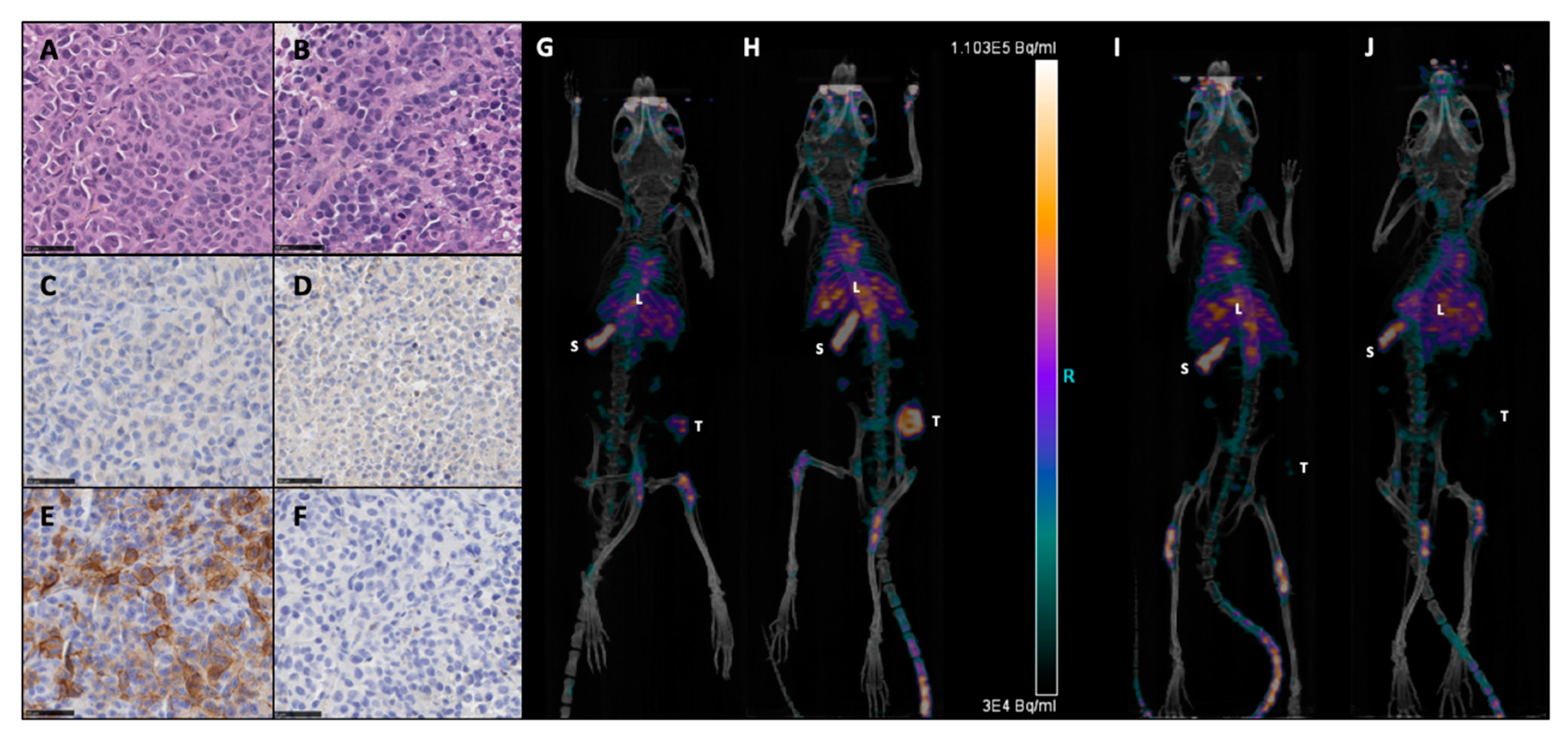 Cancers 13 01256 g001