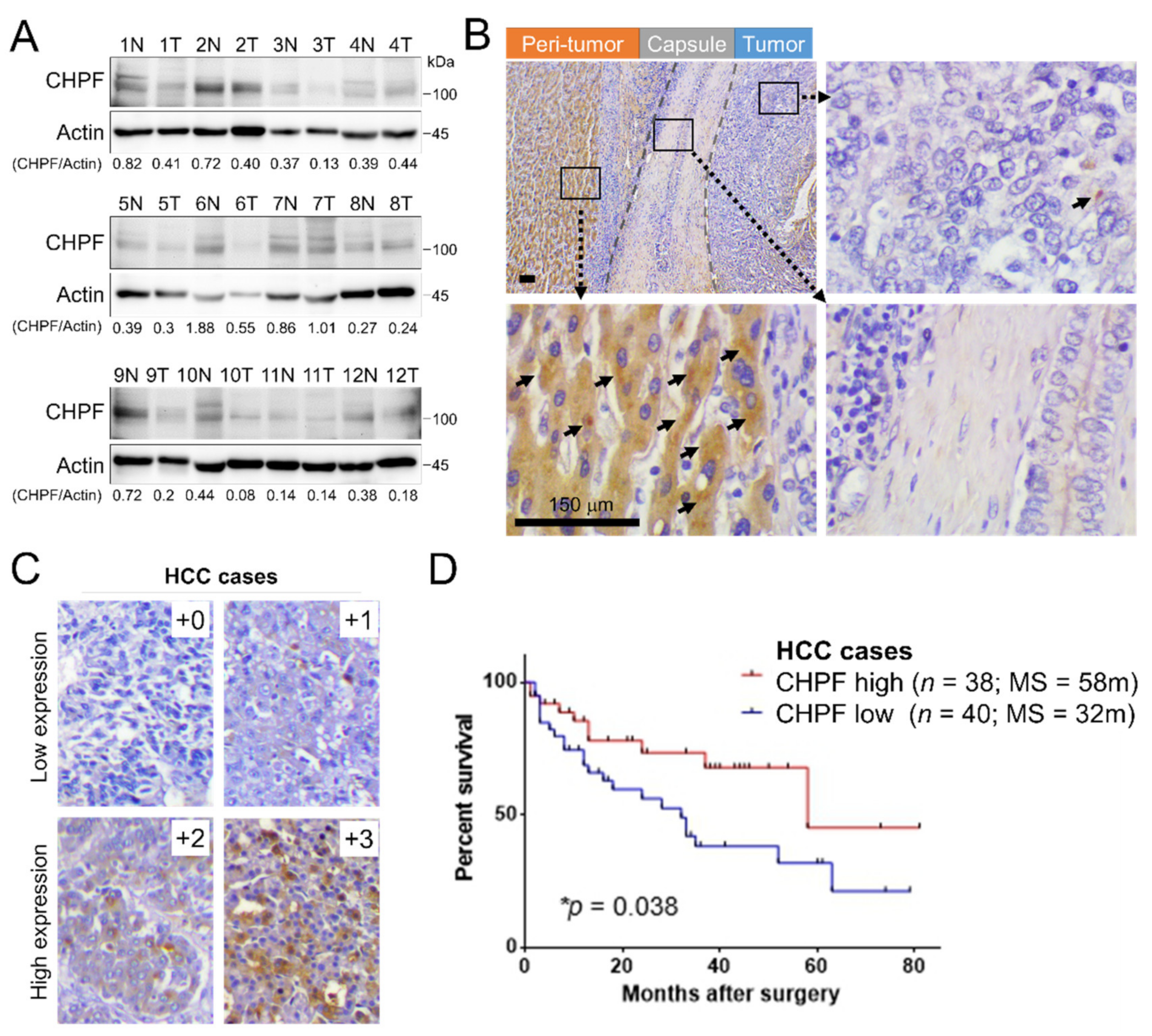 Cancers 13 01261 g001