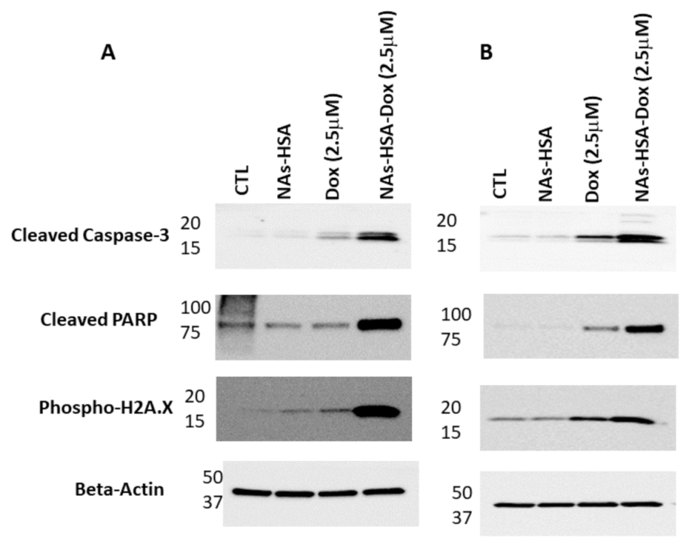 Cancers 13 01278 g004 Cancers 13 01278 g004