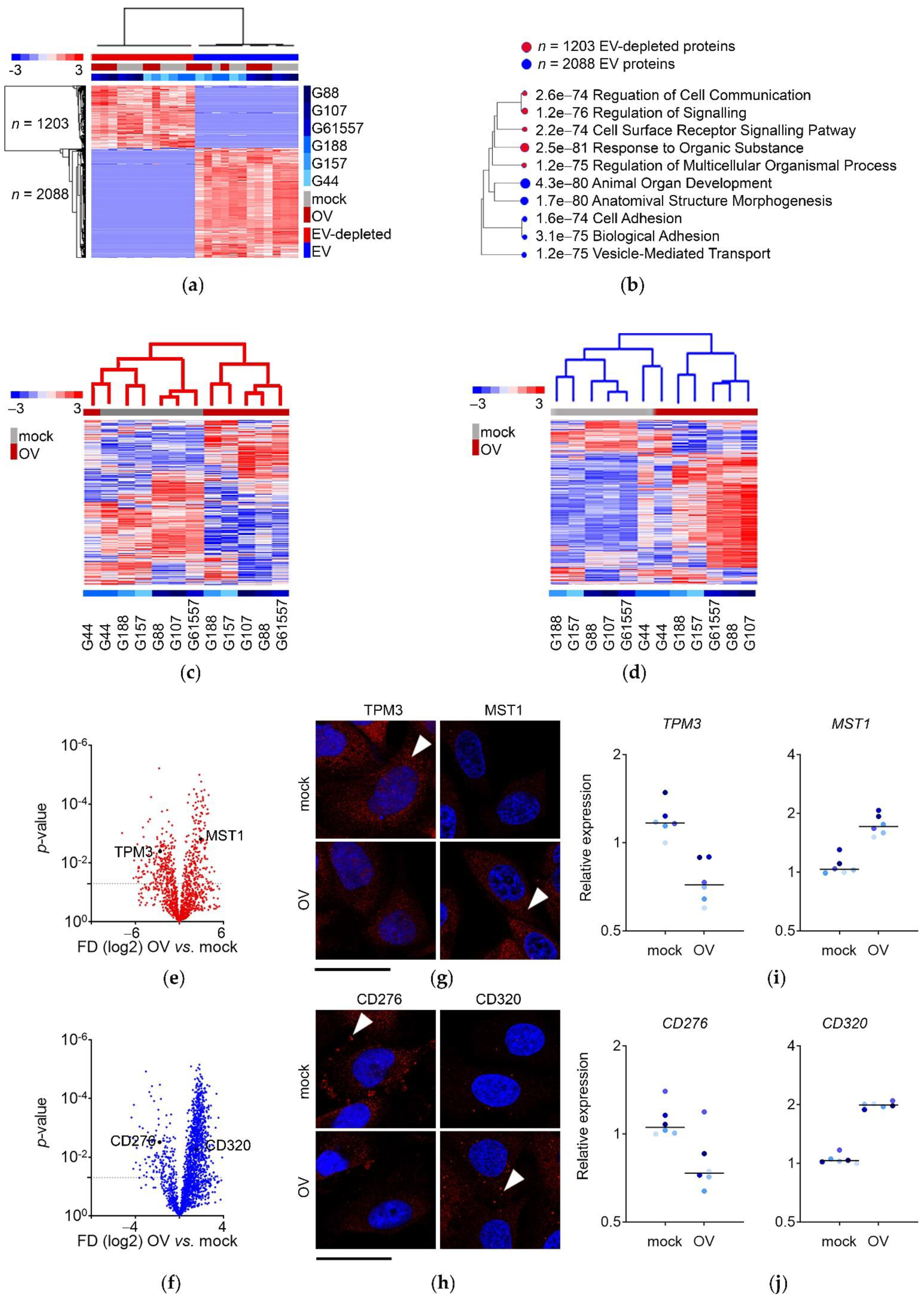 Cancers 13 01287 g003