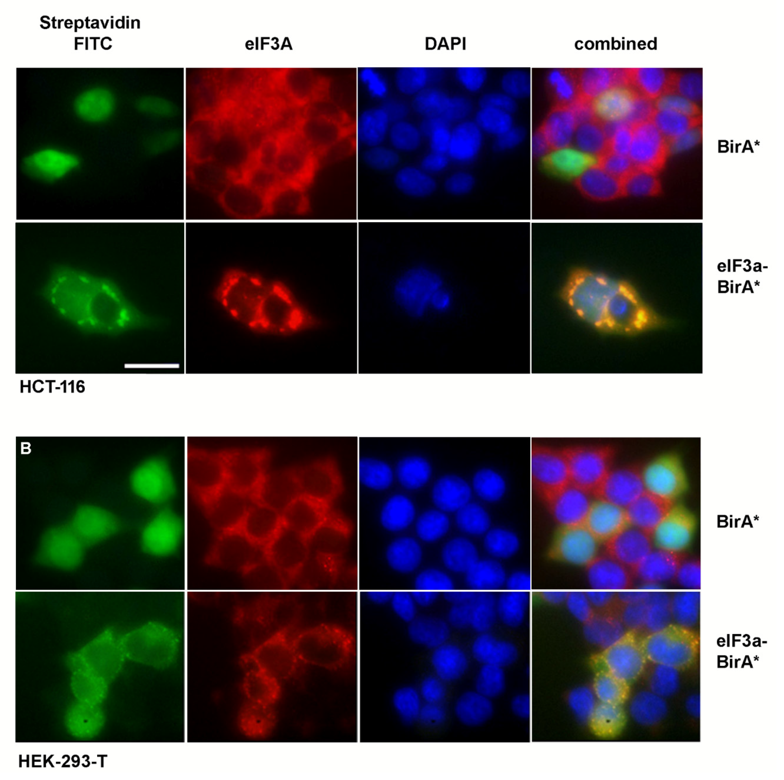 Cancers 13 01293 g002 Cancers 13 01293 g002