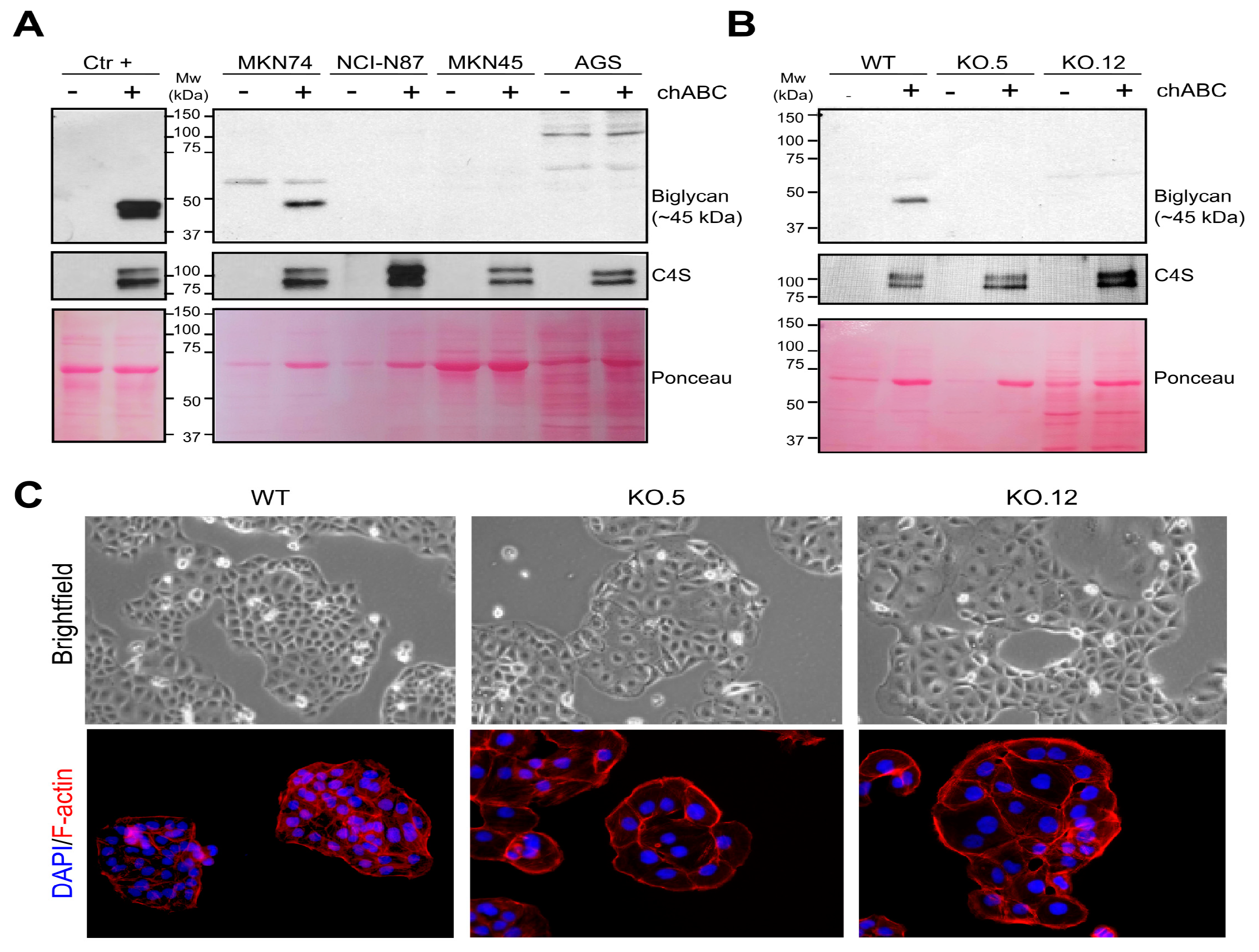 Cancers 13 01330 g003