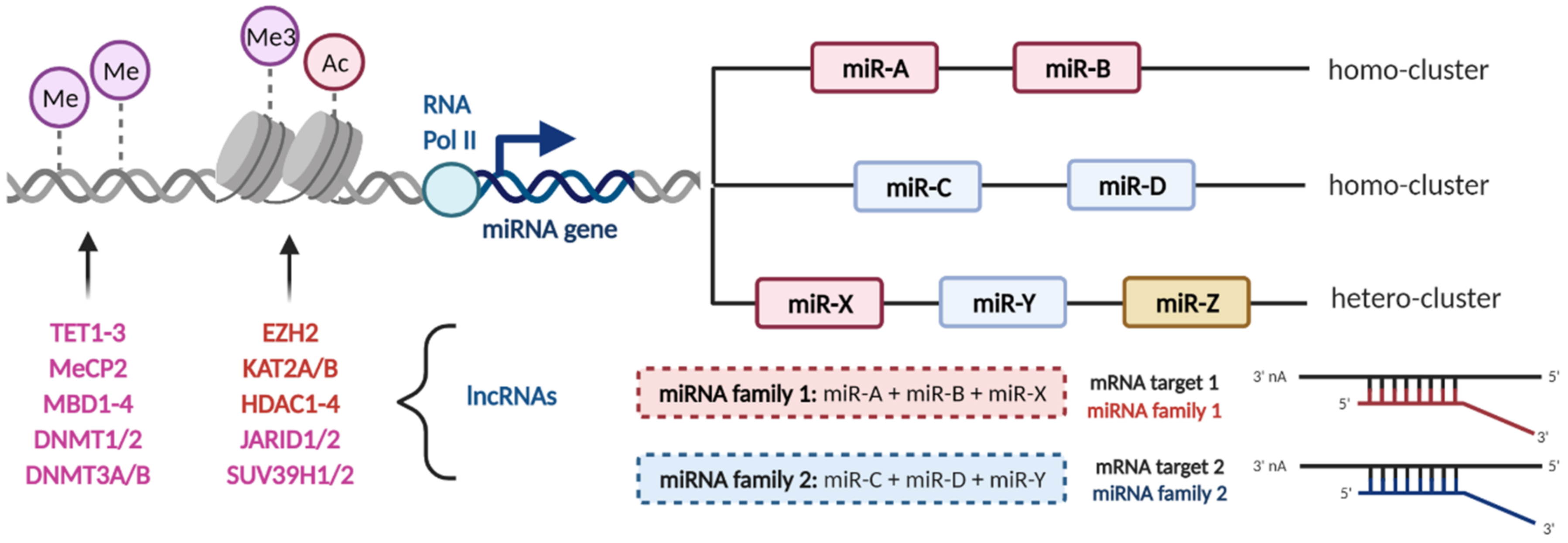 Epigenetic Regulation of MicroRNA Clusters and Families