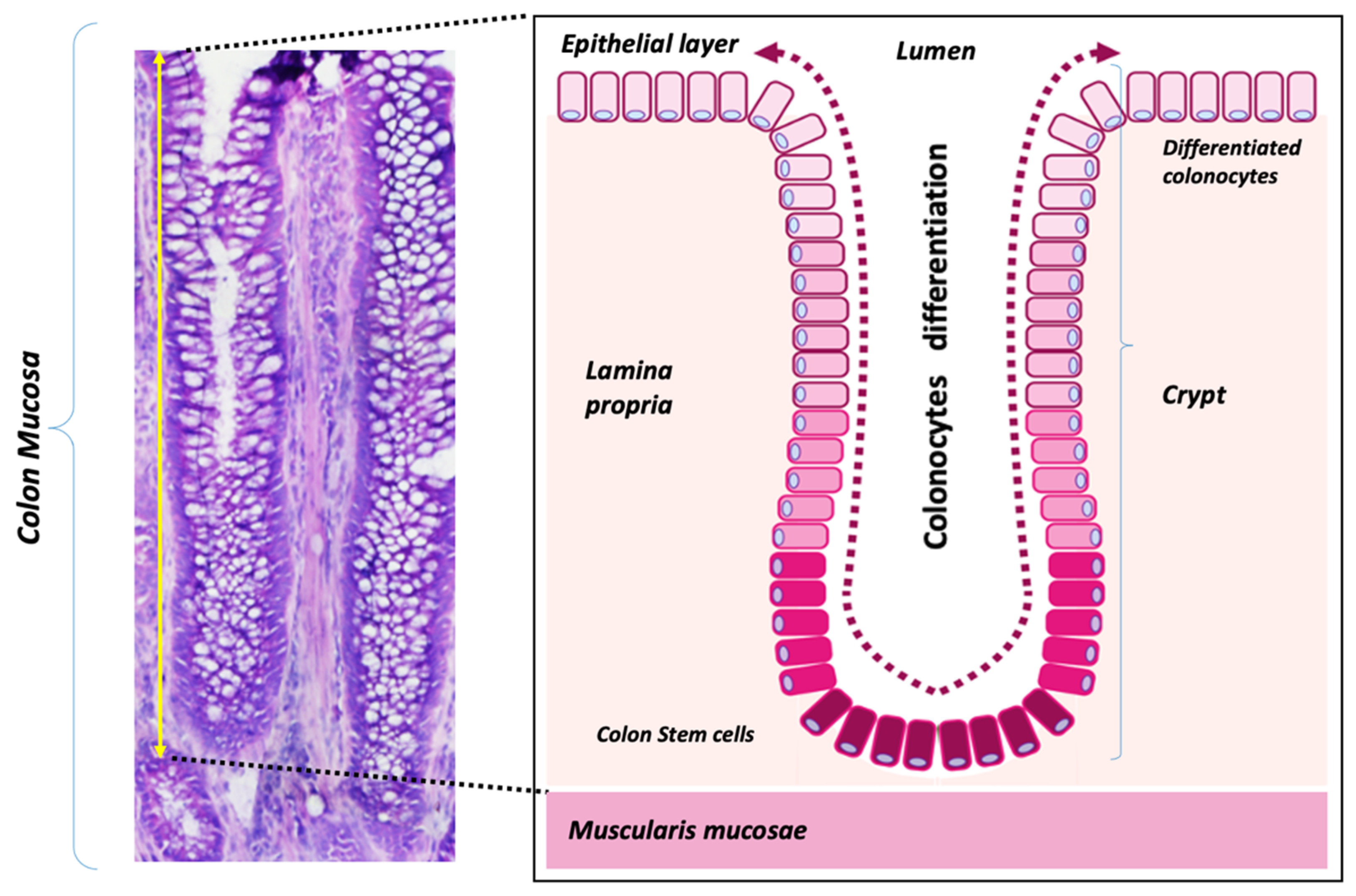 Cancers 13 01350 g001 Cancers 13 01350 g001