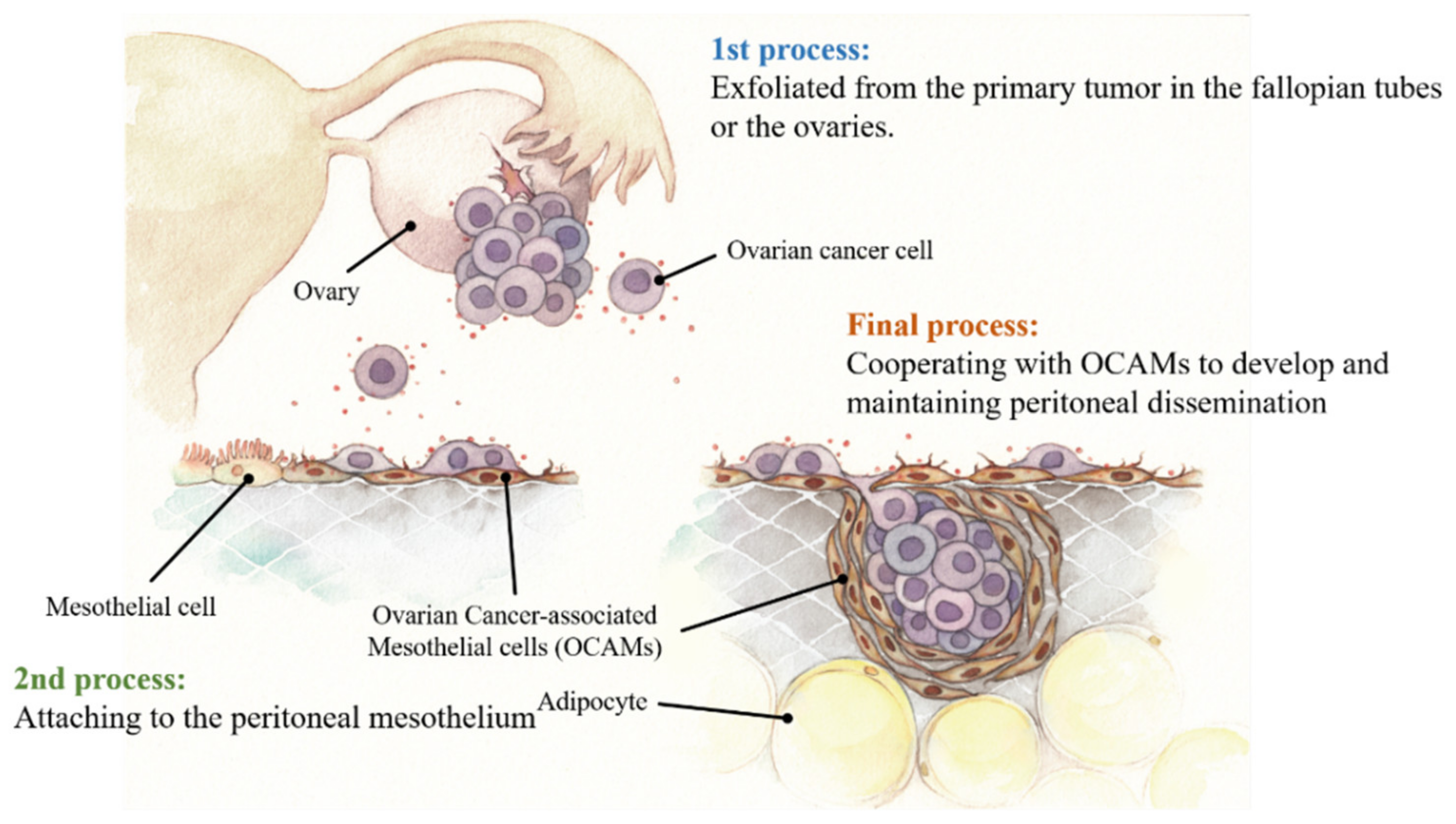 mesothelioma cancer survival rates