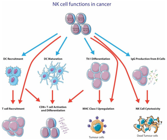 Targeting NK Cells to Enhance Melanoma Response to Immunotherapies