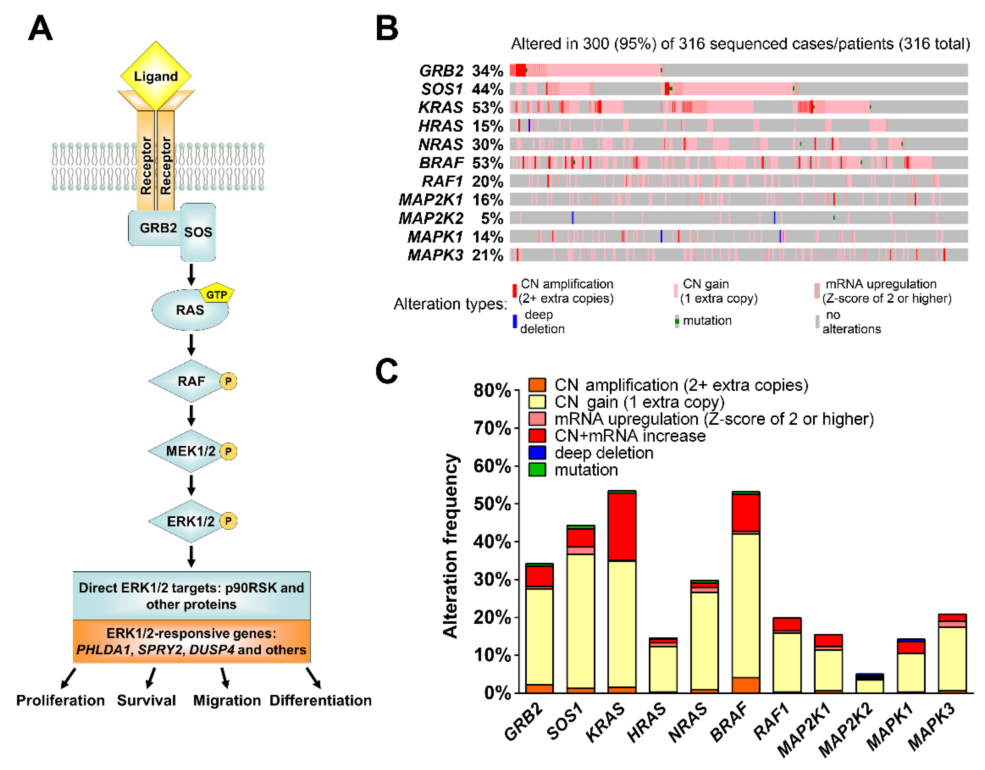 Cancers 13 01369 g001 Cancers 13 01369 g001