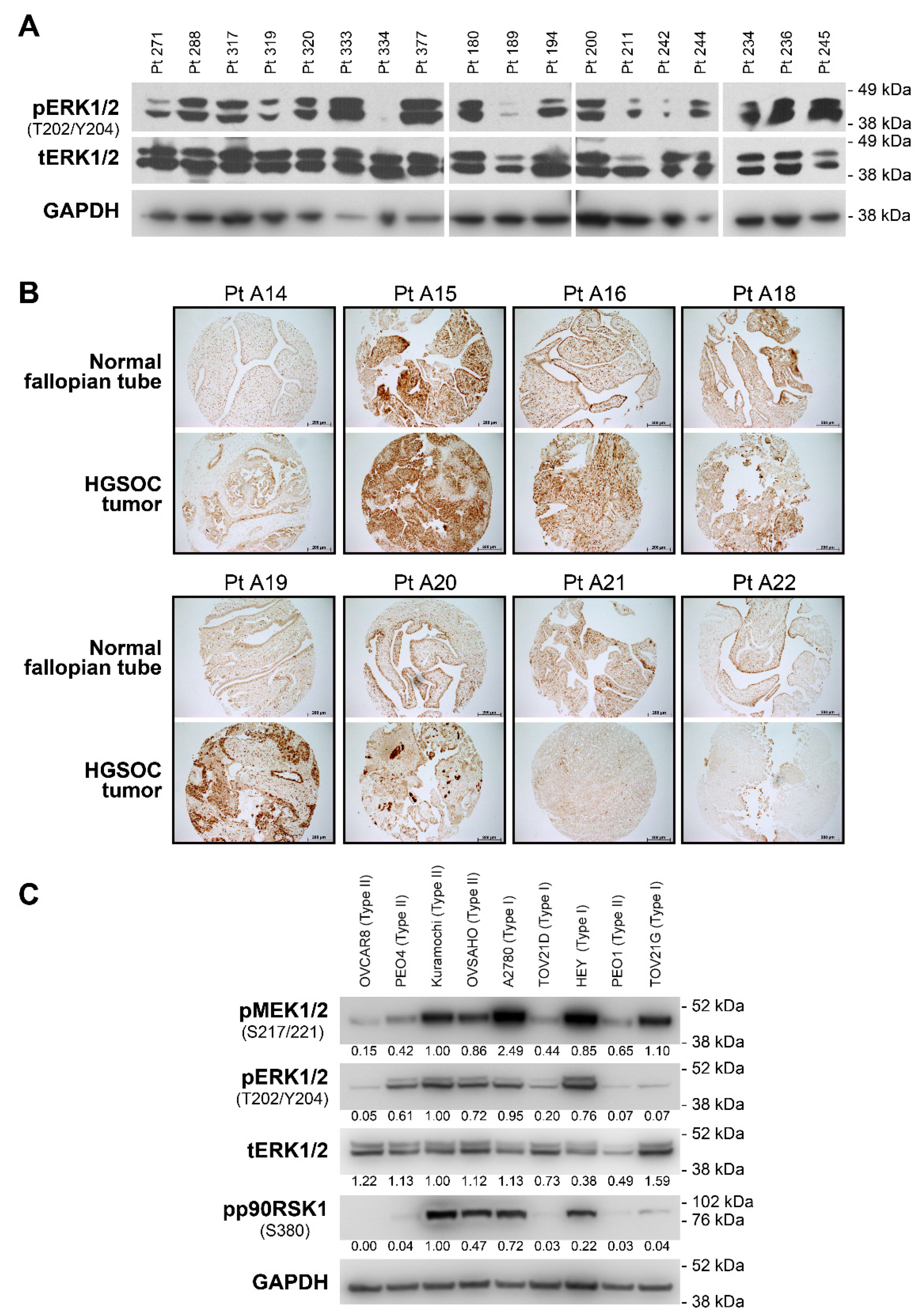 Cancers 13 01369 g002 Cancers 13 01369 g002
