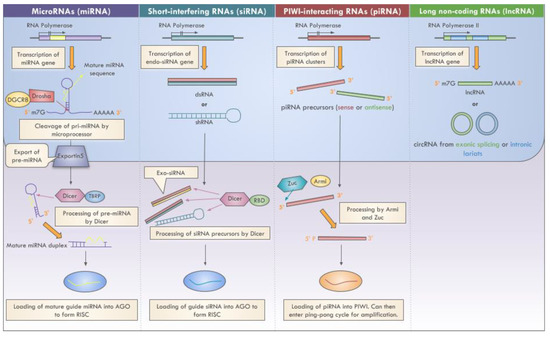 Cancers | Free Full-Text | Non-Coding RNAs in Cancer Diagnosis and 
