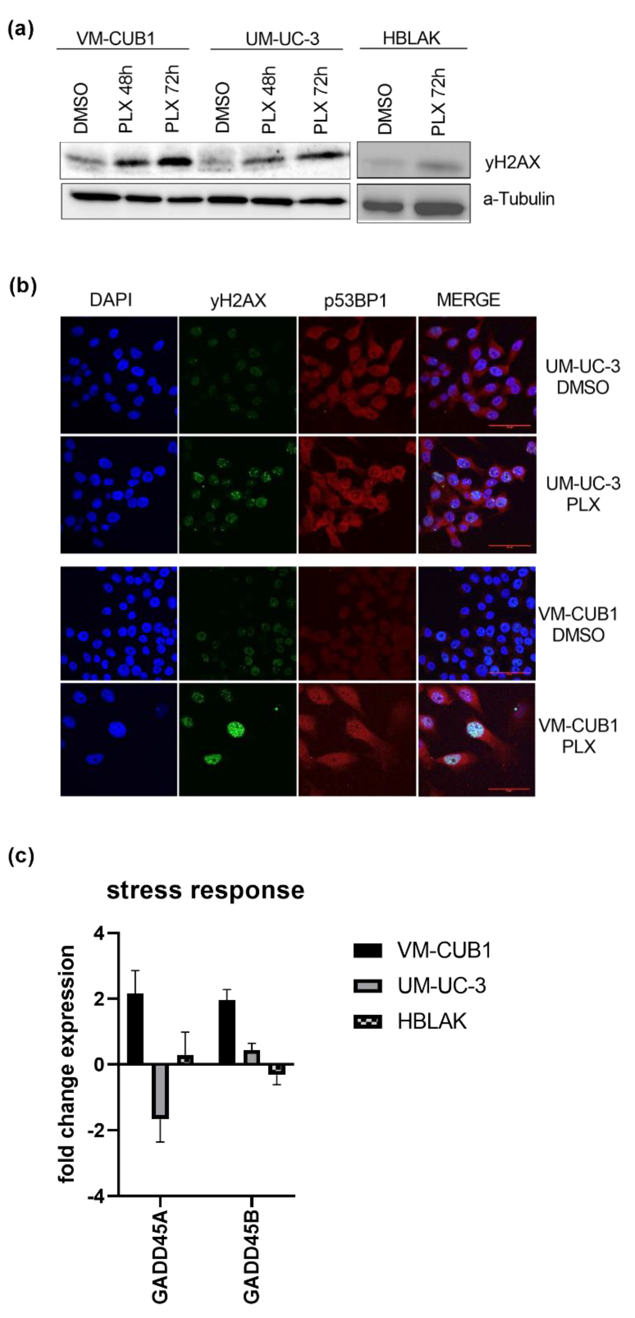 Cancers 13 01376 g003
