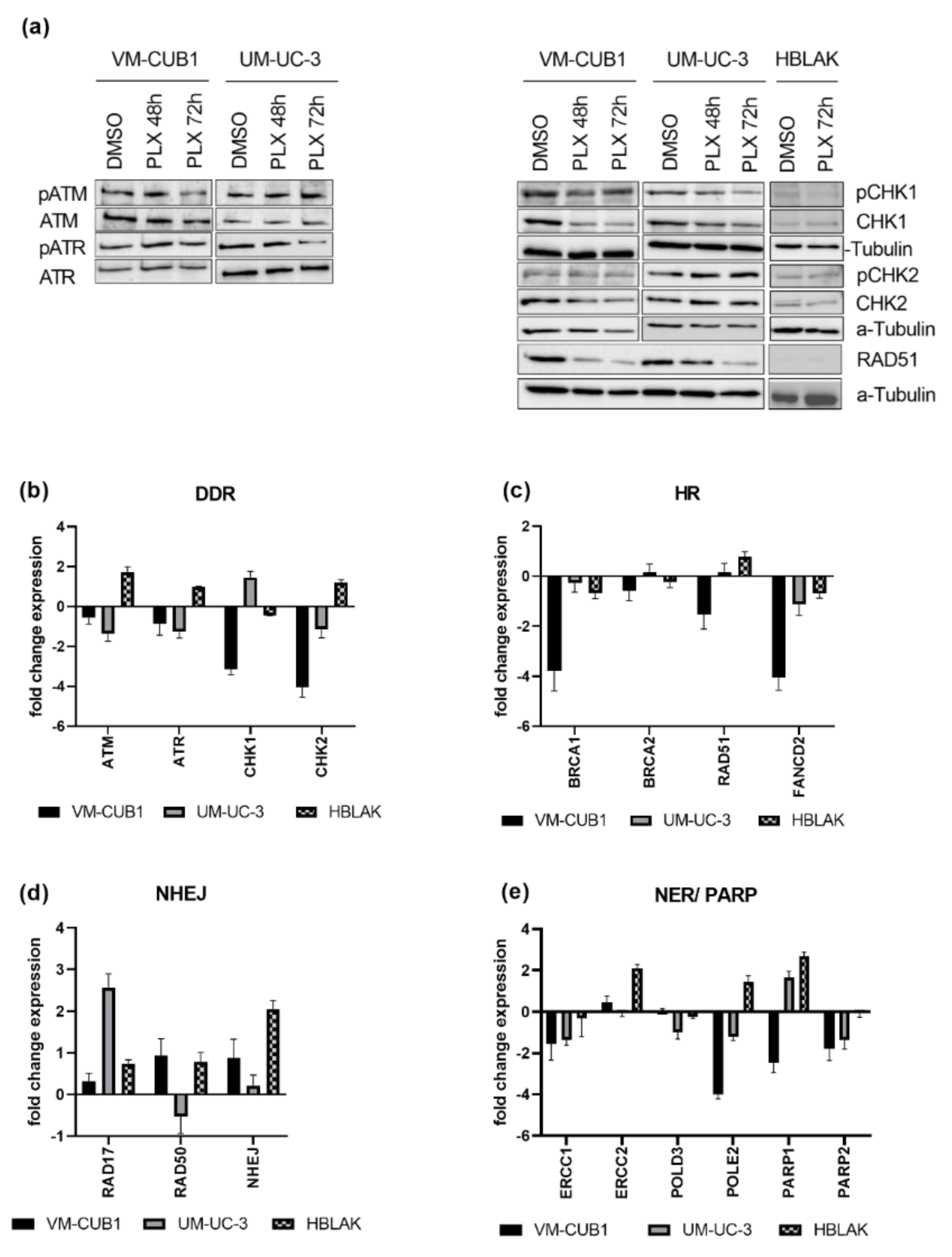 Cancers 13 01376 g004