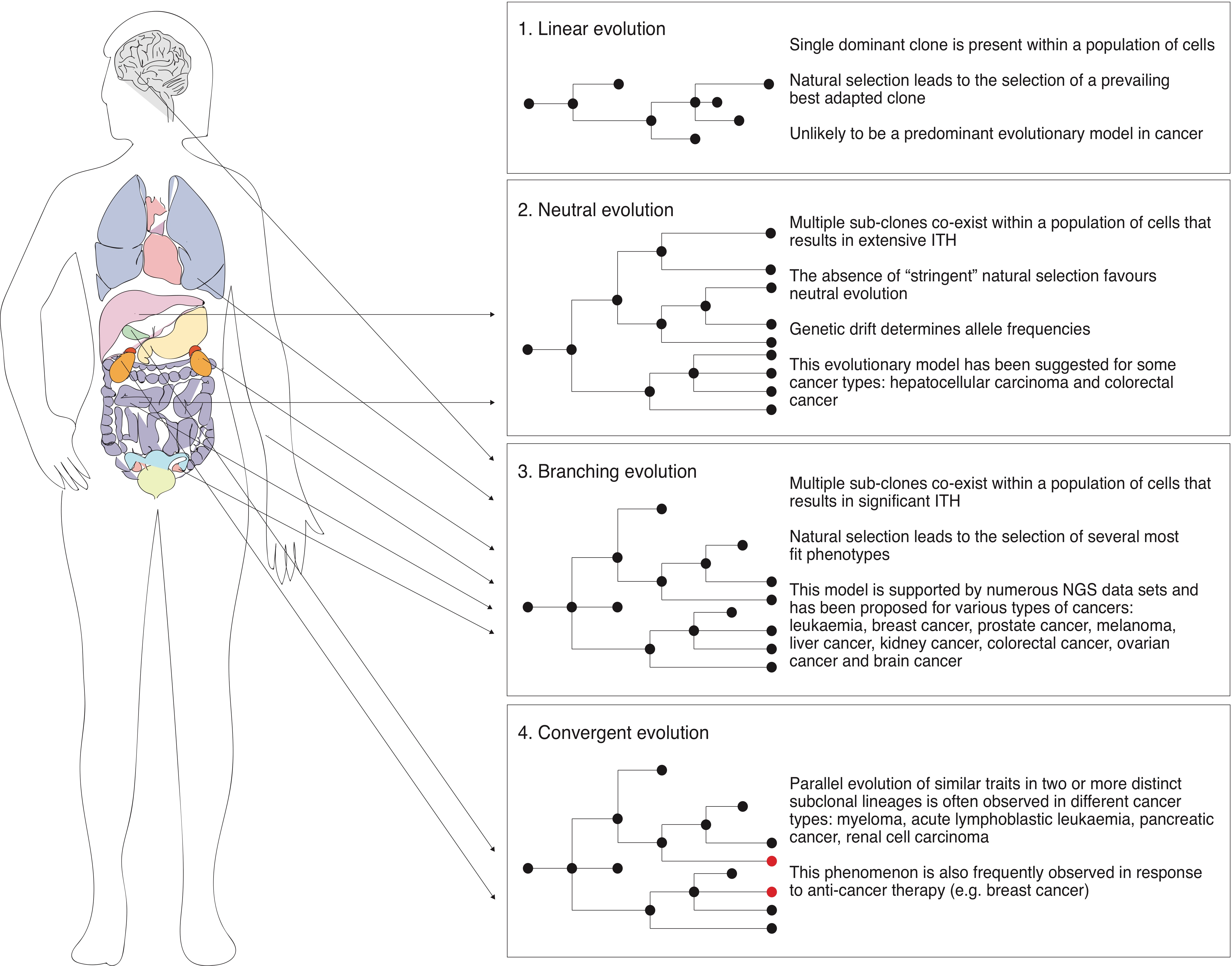 Distinct genomic routes underlie transitions to specialised