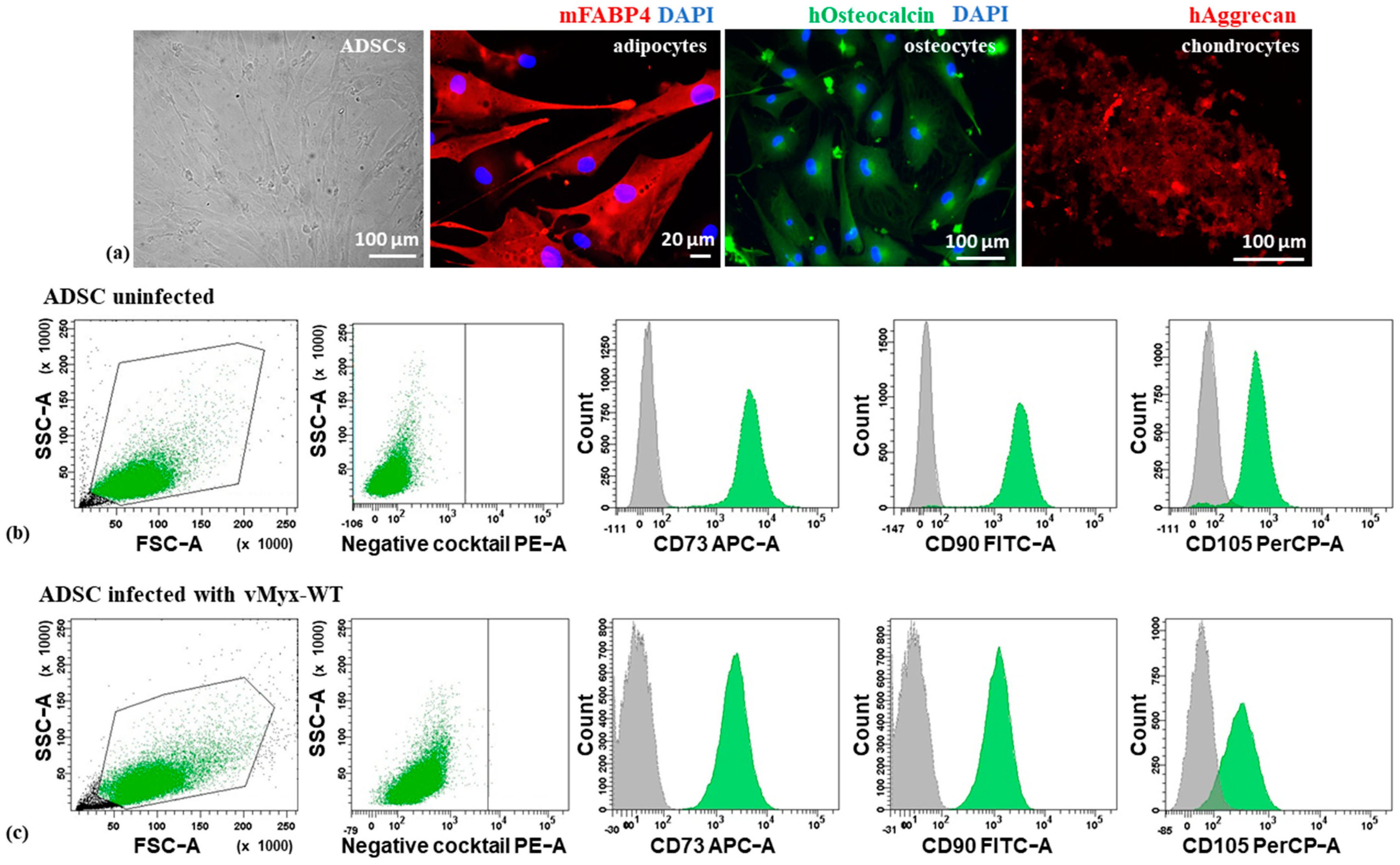 Cancers 13 01394 g001