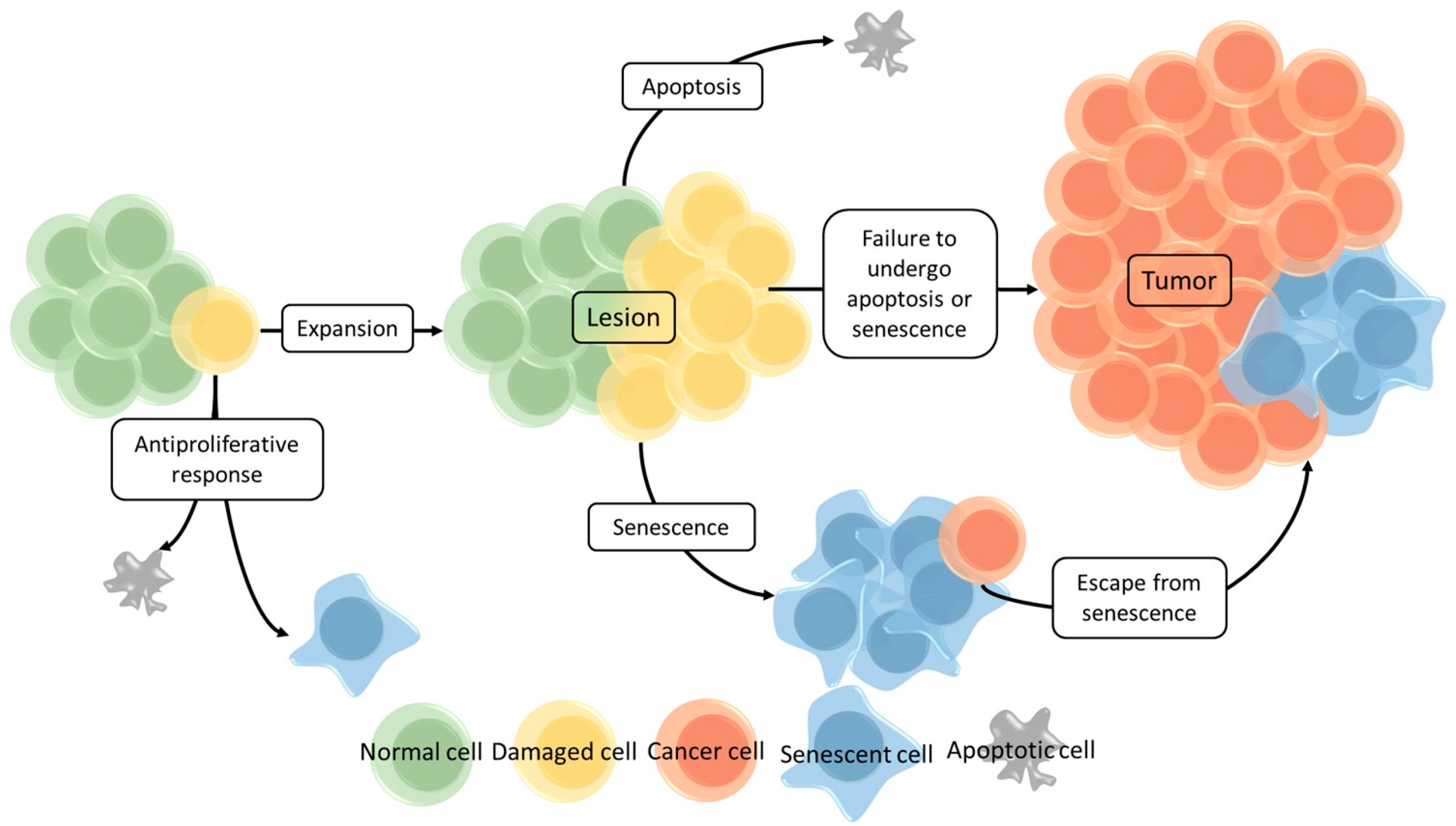 Cancers 13 01400 g003 Cancers 13 01400 g003