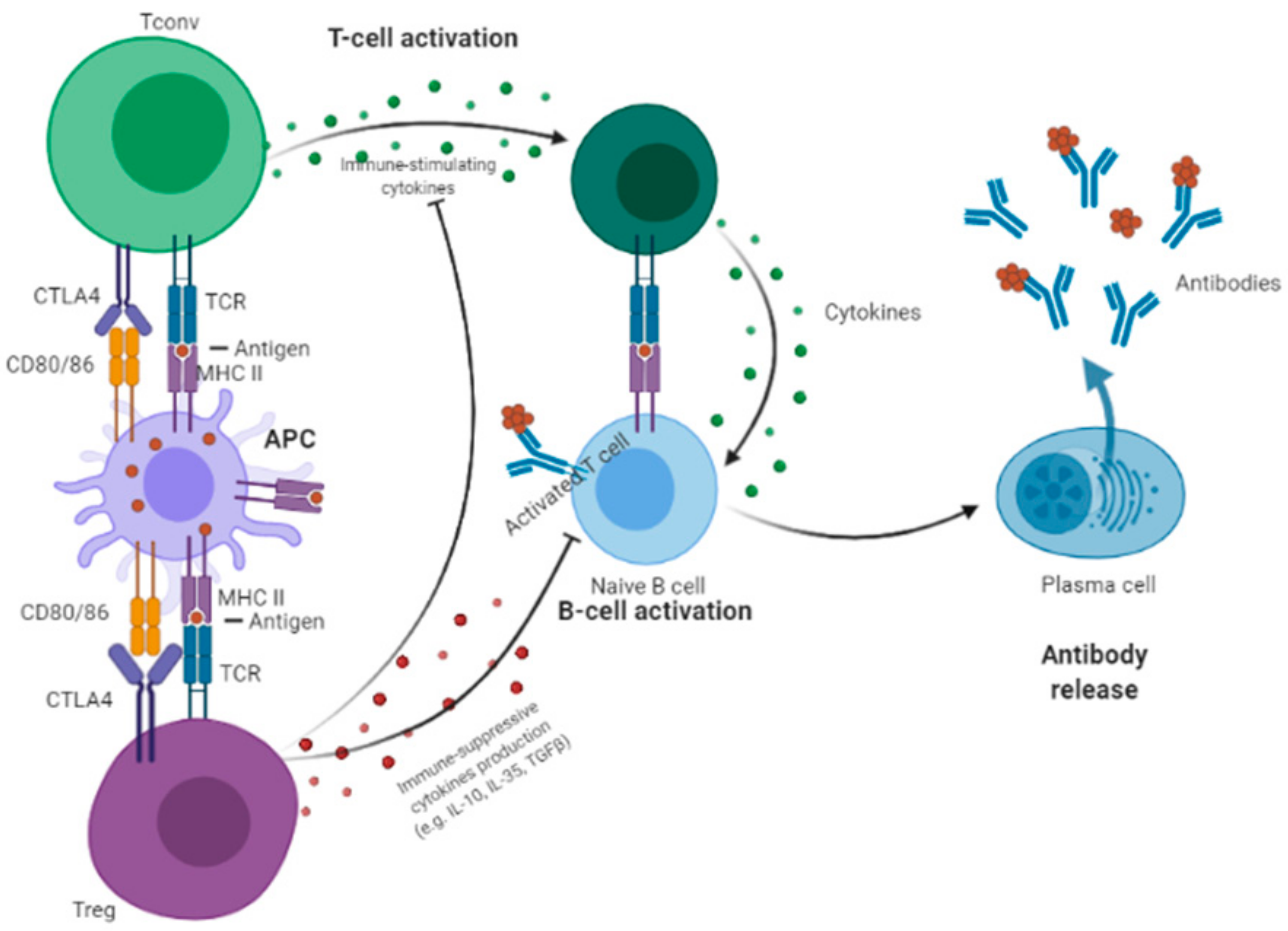 Cancers Free Full Text Ctla 4 In Regulatory T Cells For Cancer Immunotherapy Html