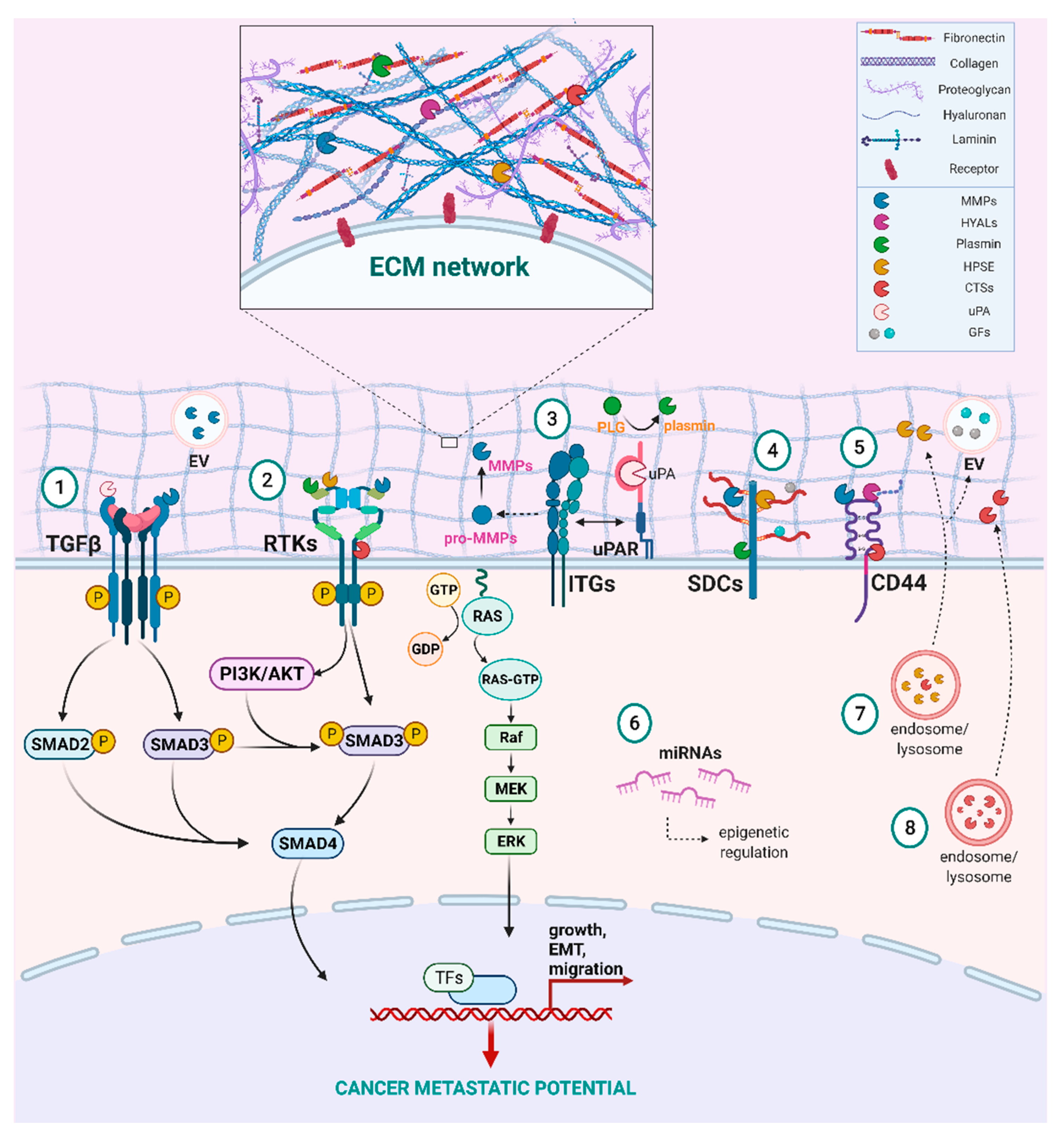 Cancers 13 01441 g002