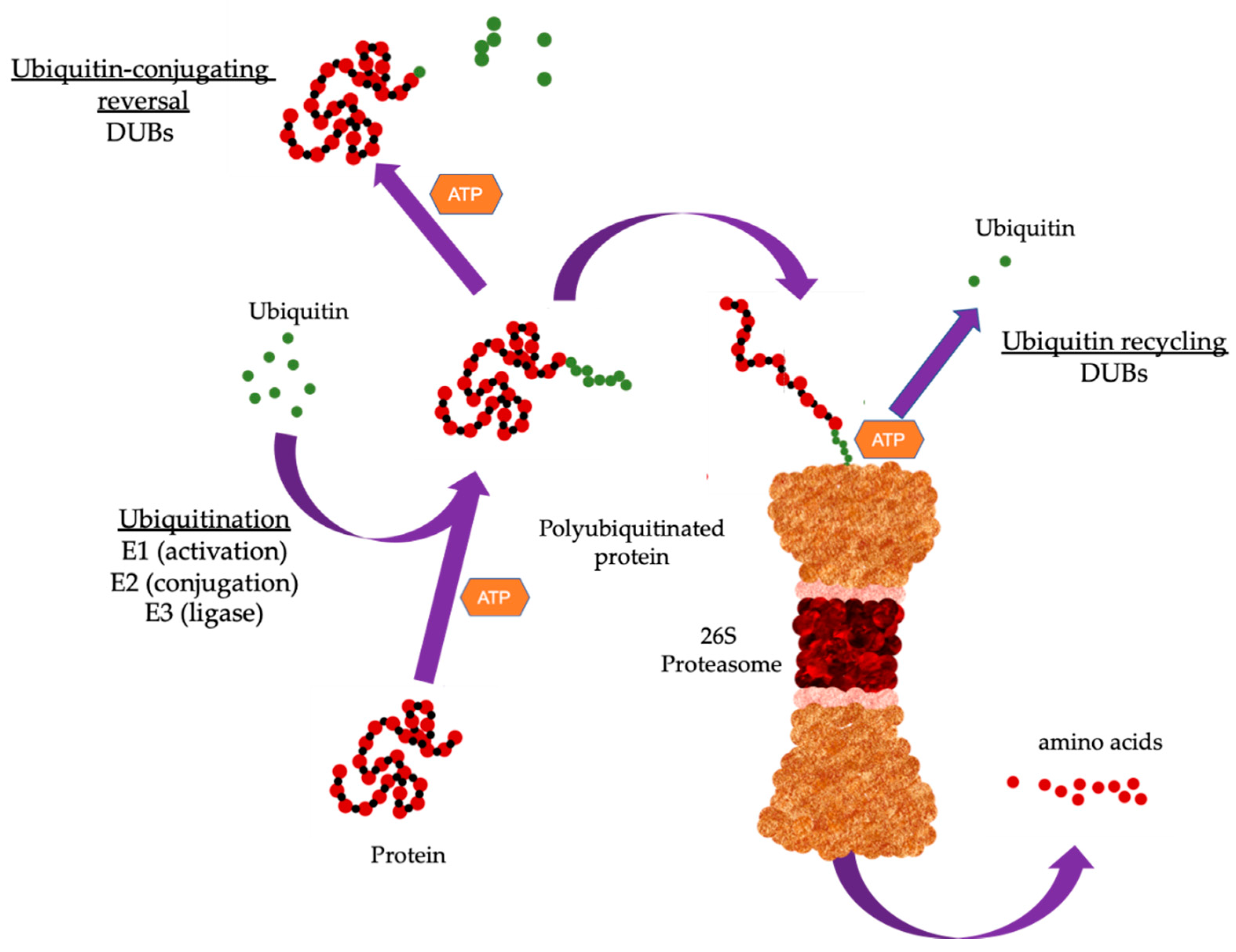 Dysregulation of the Ubiquitin Proteasome System in Human Malignancies ... Biology Diagrams
