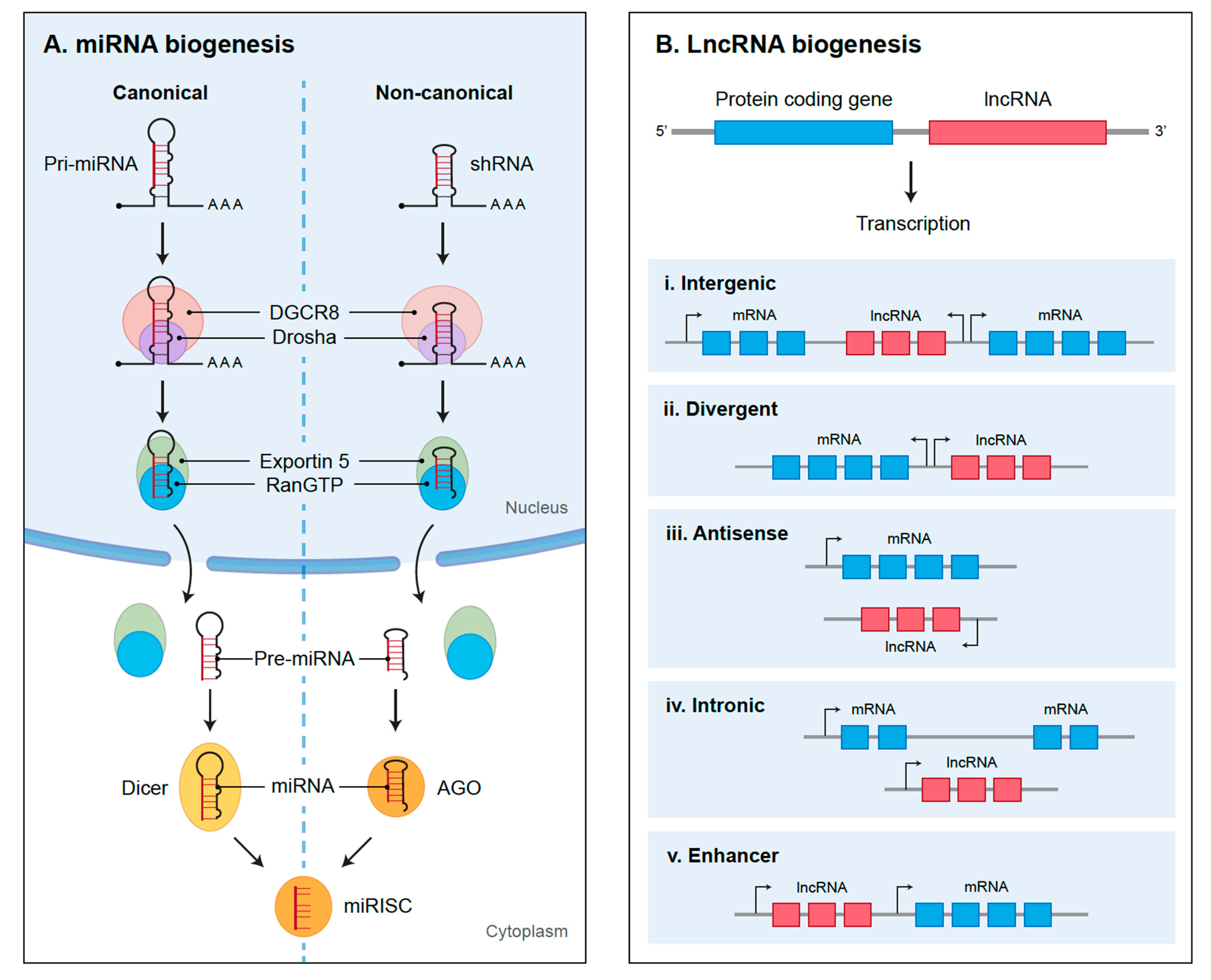  ls models naked little Noncoding RNAs in Glioblastoma: Emerging Biological Concepts and Potential  Therapeutic Implications