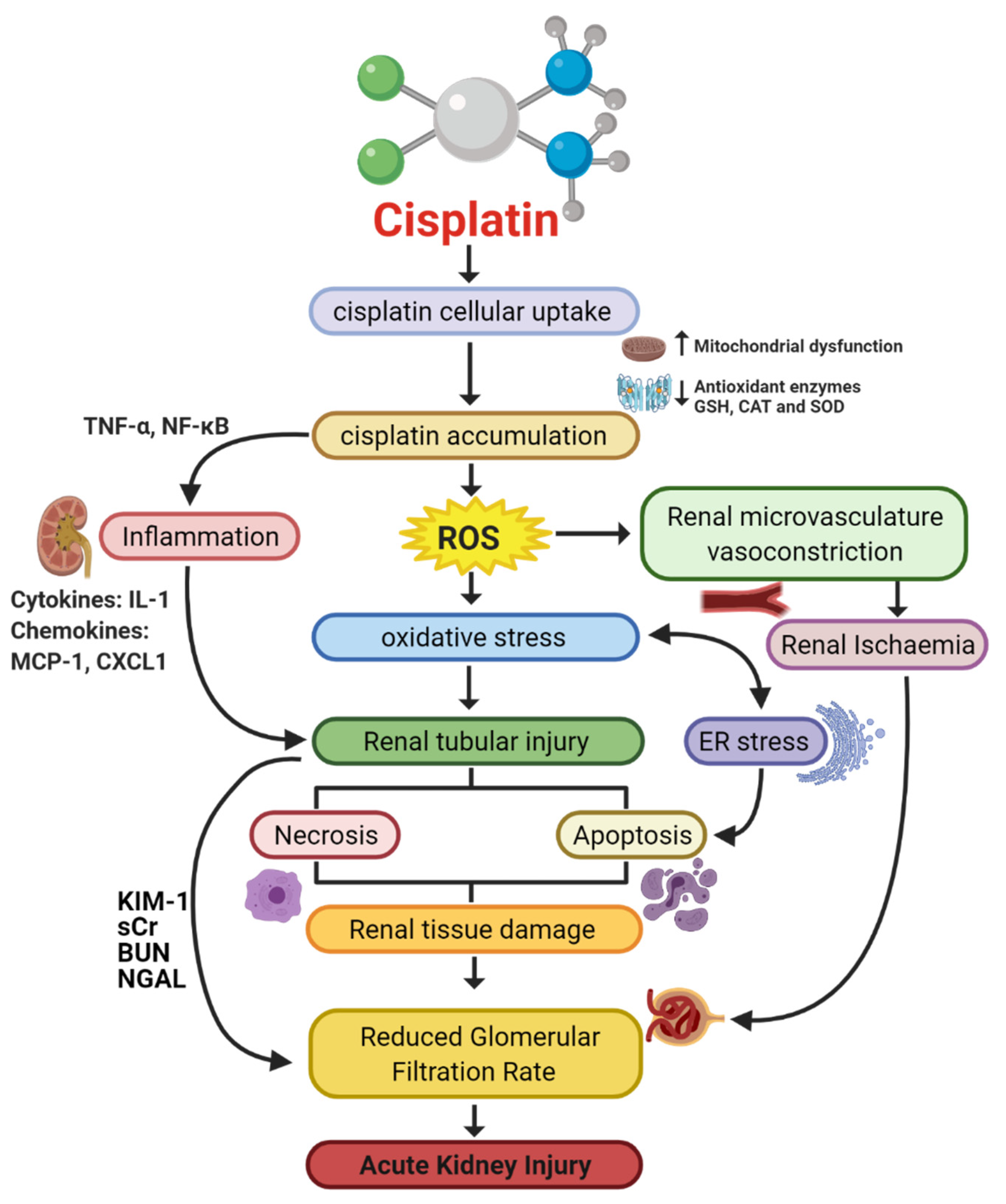 Utilgængelig glide Brutal Cancers | Free Full-Text | Mechanisms of Cisplatin-Induced Acute Kidney  Injury: Pathological Mechanisms, Pharmacological Interventions, and Genetic  Mitigations