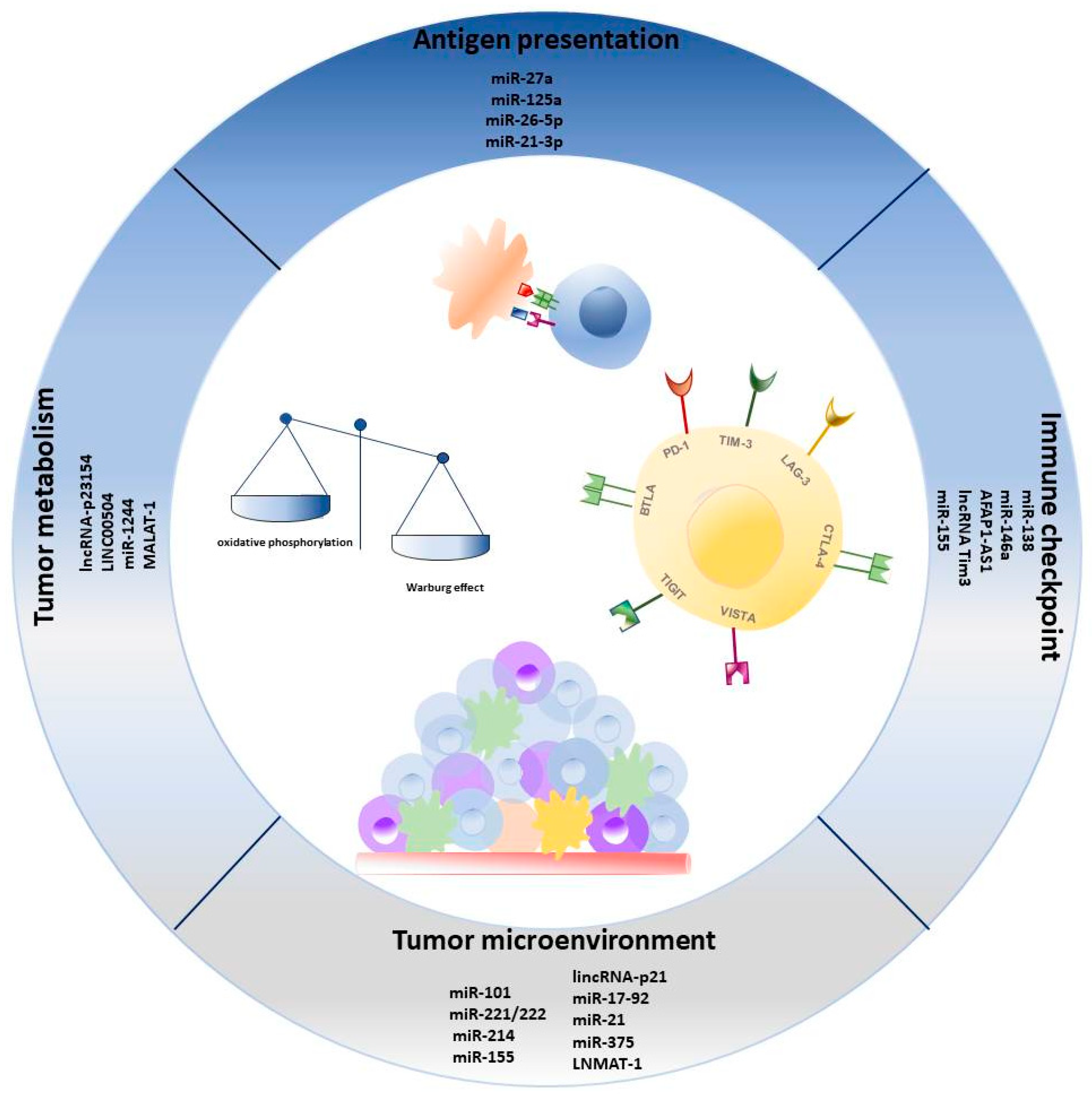 miRNAs and lncRNAs as Novel Therapeutic Targets to Improve