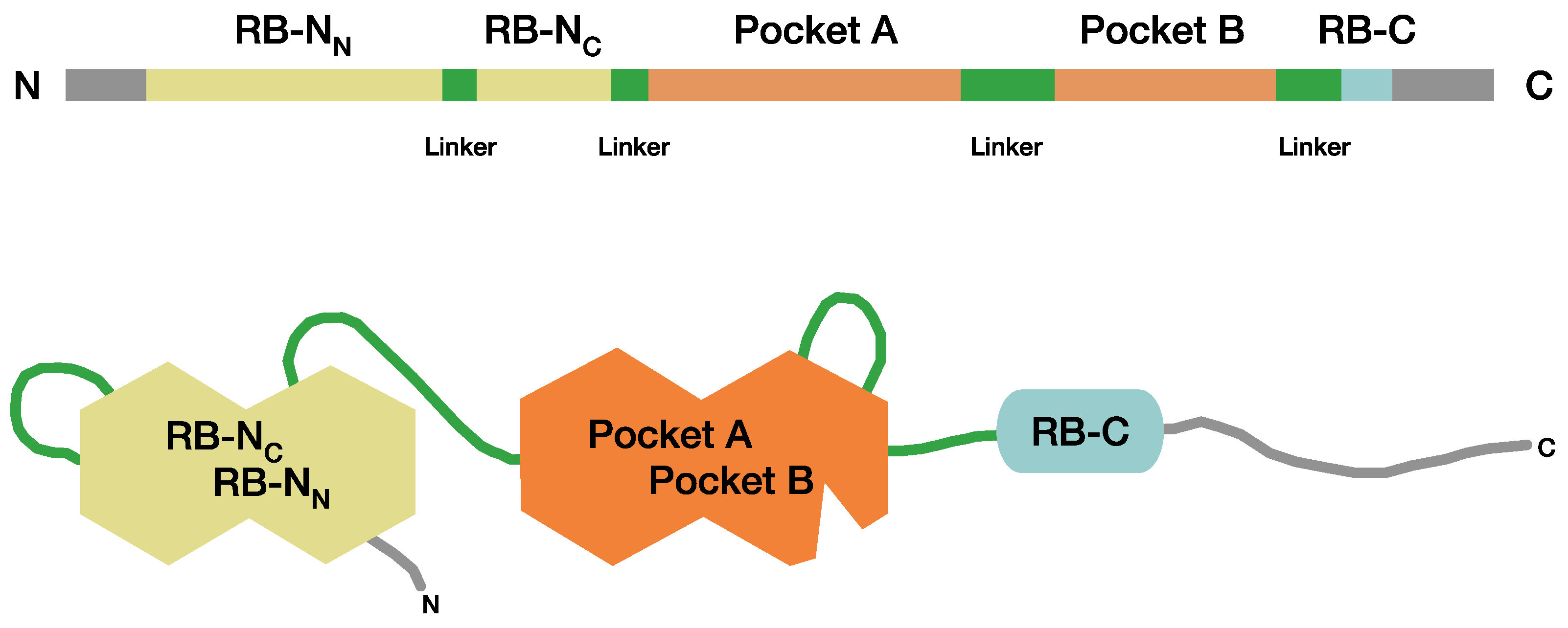 Cancers 13 01605 g001 Cancers 13 01605 g001
