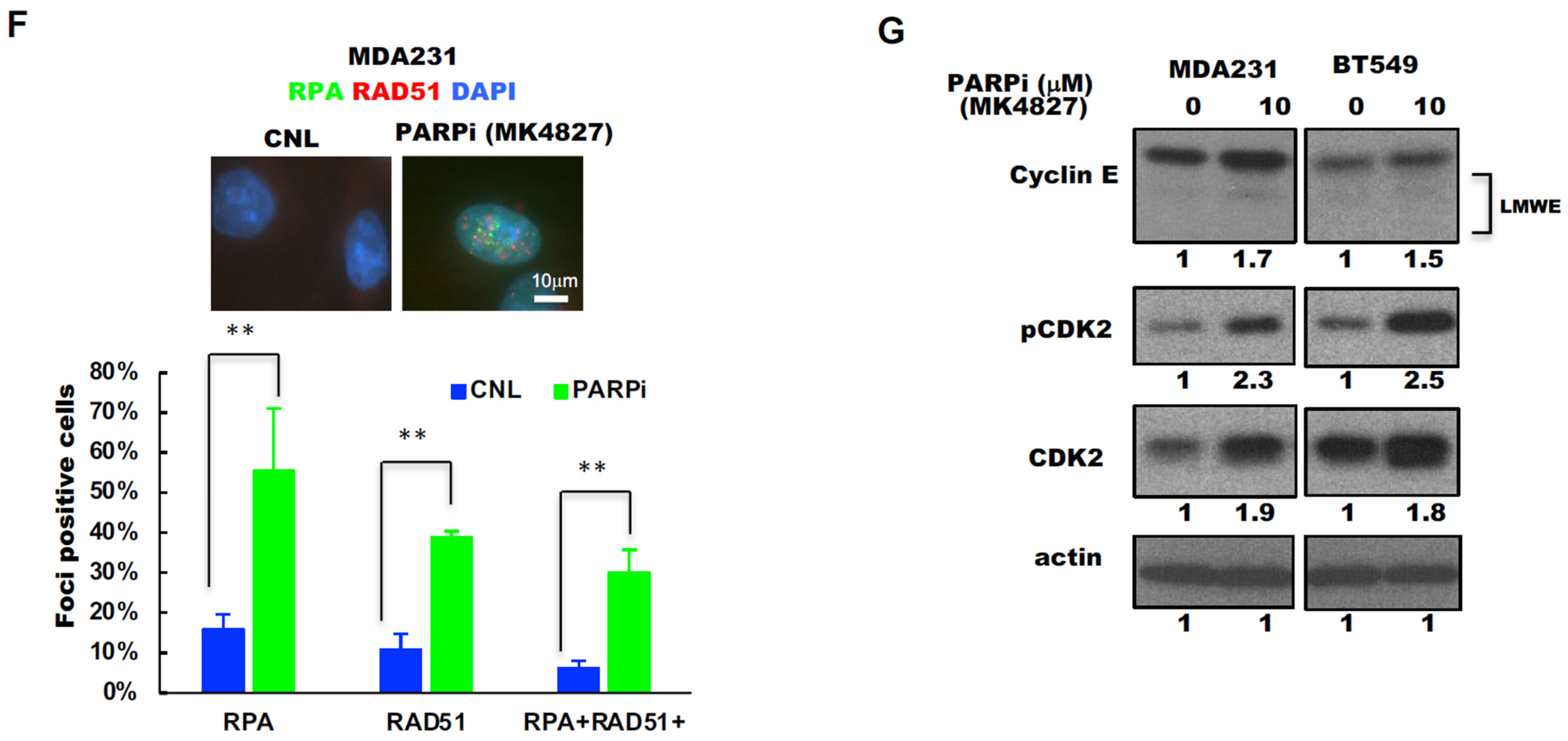 Cancers 13 01656 g002b Cancers 13 01656 g002b