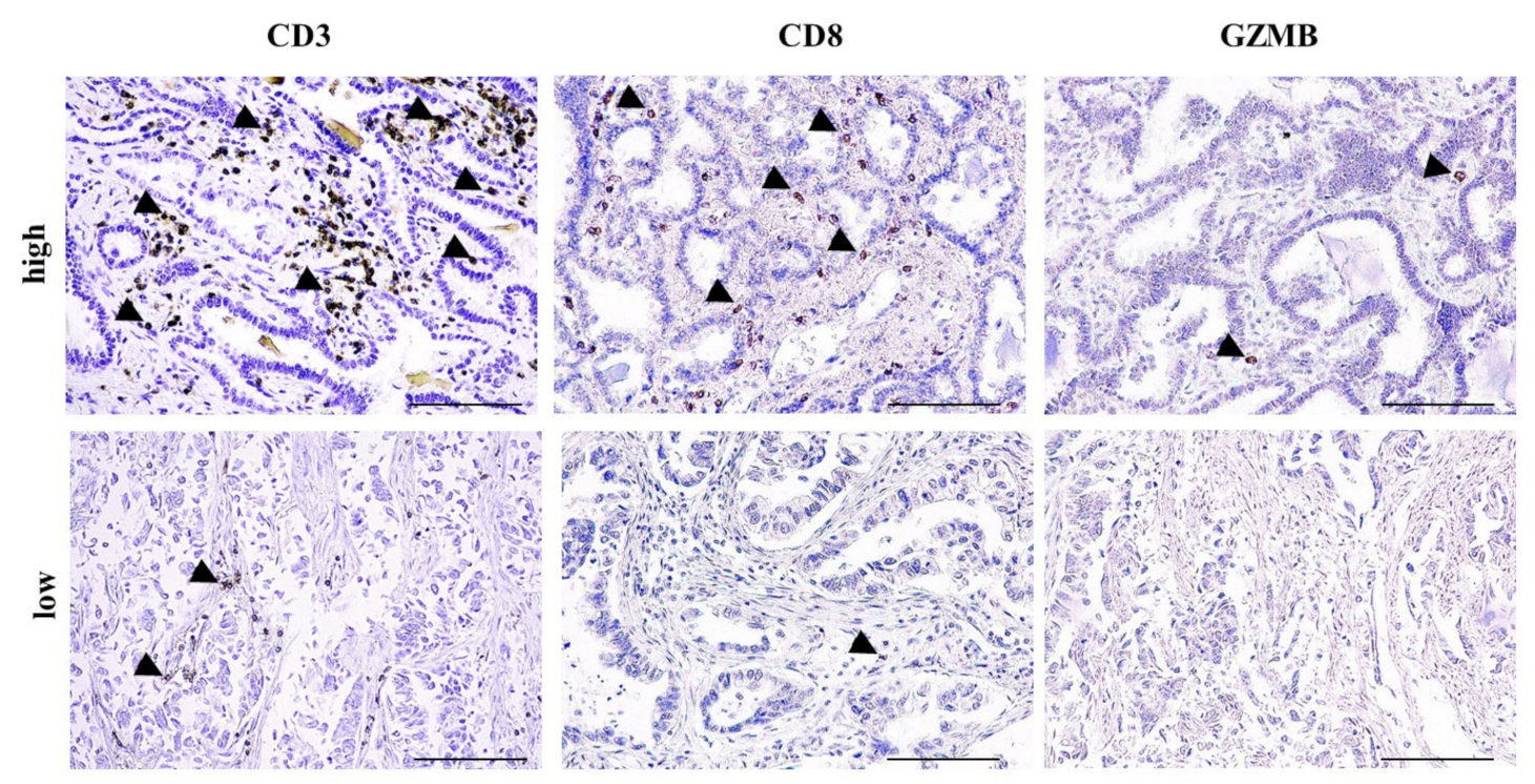 Cancers 13 01658 g001 Cancers 13 01658 g001