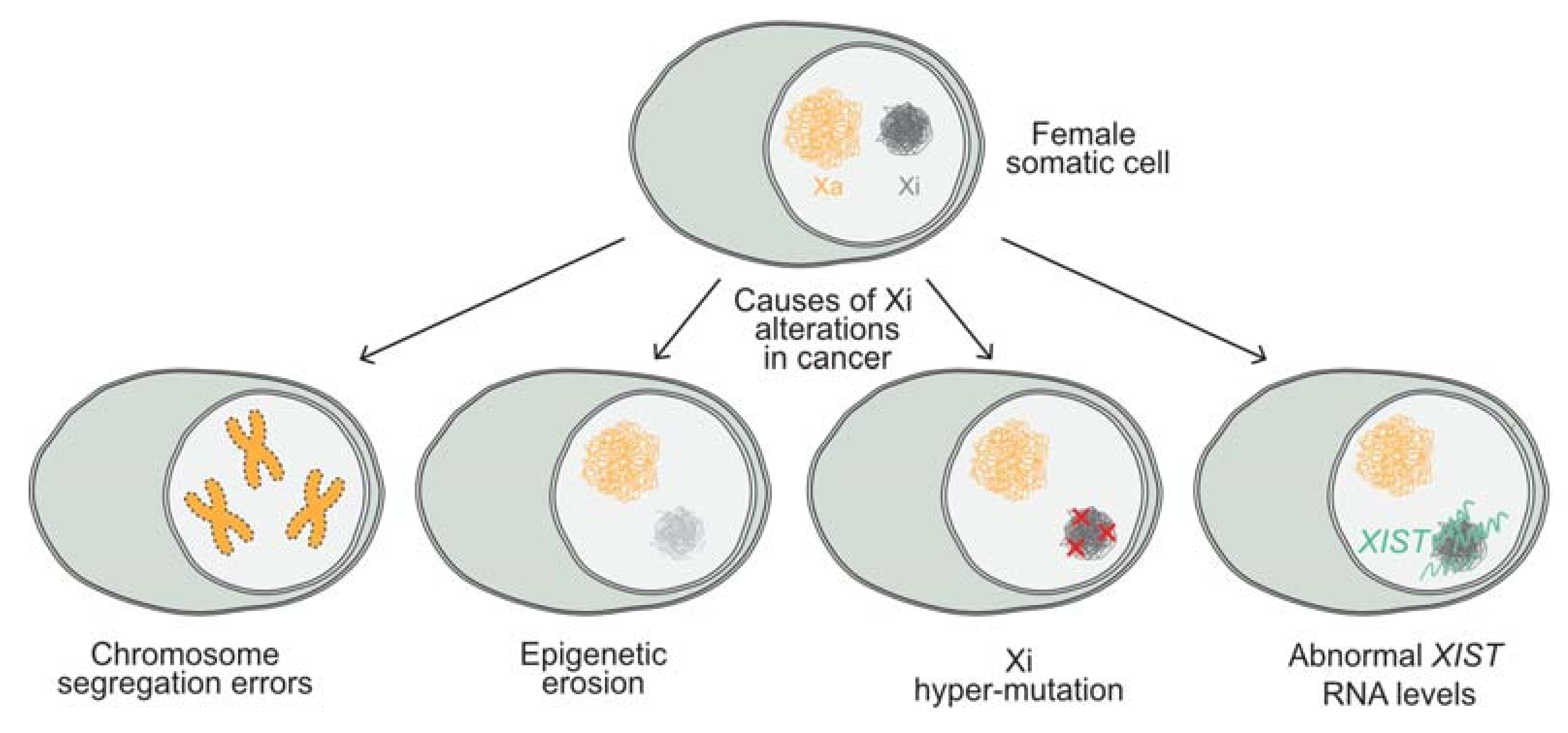 Cancers | Free Full-Text | Chromatin Regulator SPEN/SHARP in X 