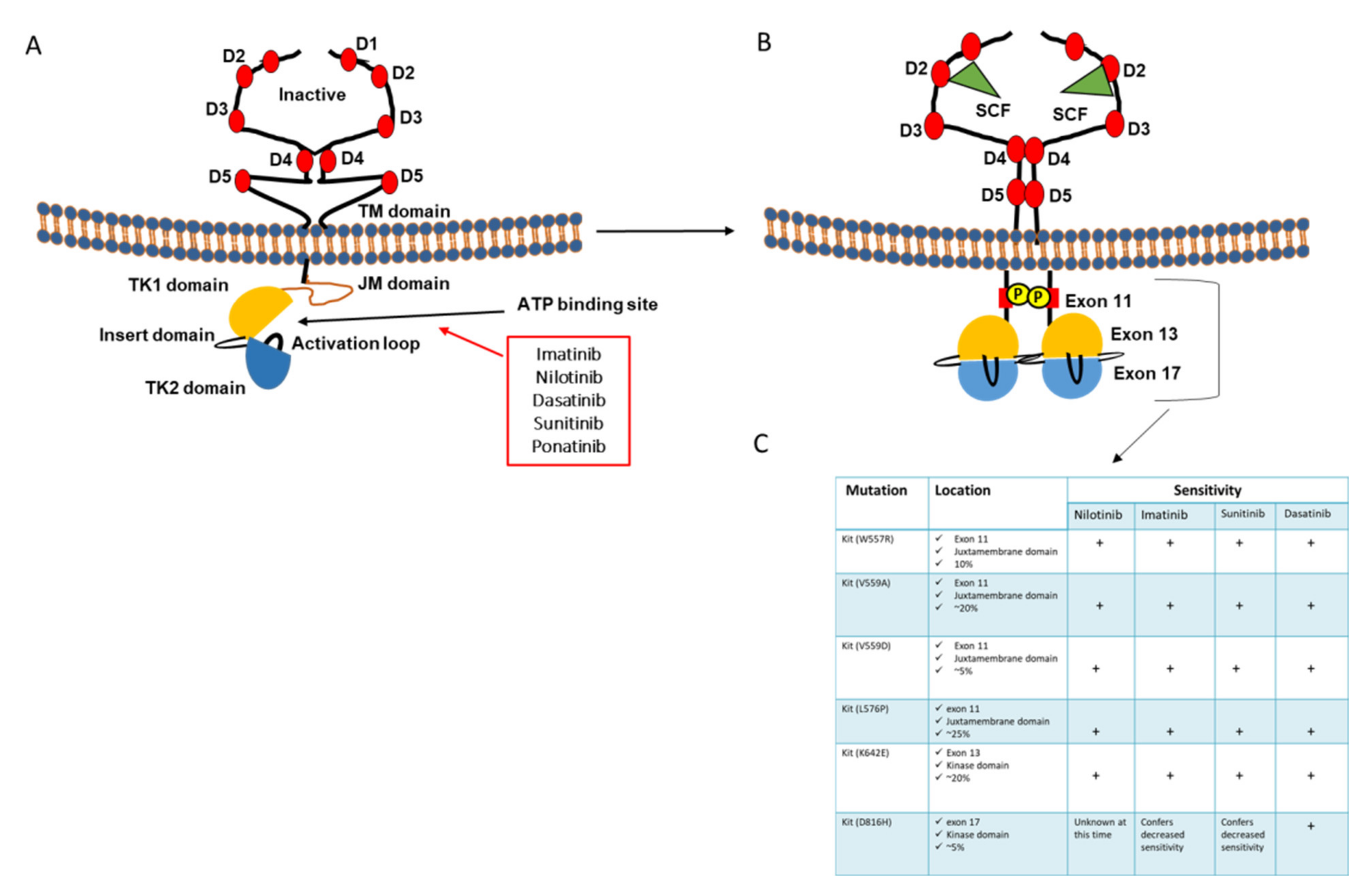 Cancers Free Full Text Rtk Inhibitors In Melanoma From Bench To Bedside Html