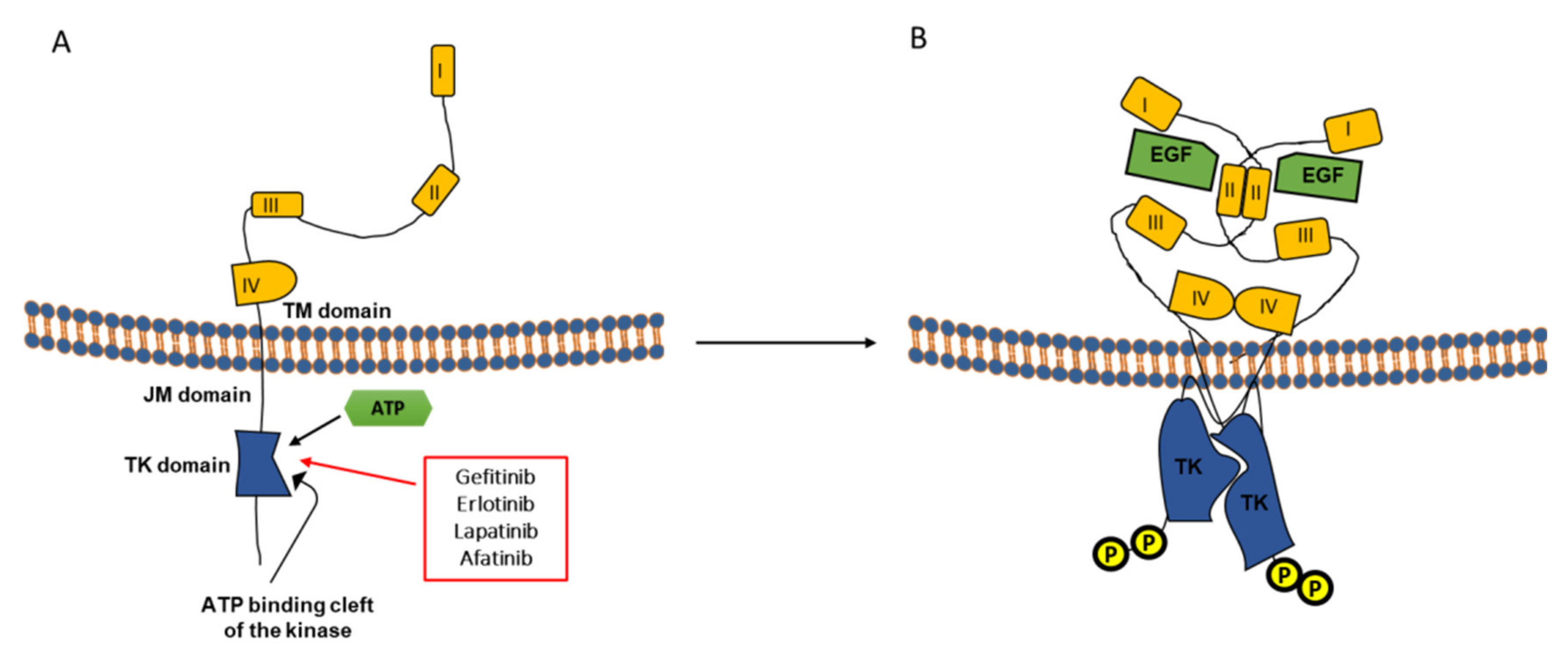 Cancers 13 01685 g002 Cancers 13 01685 g002