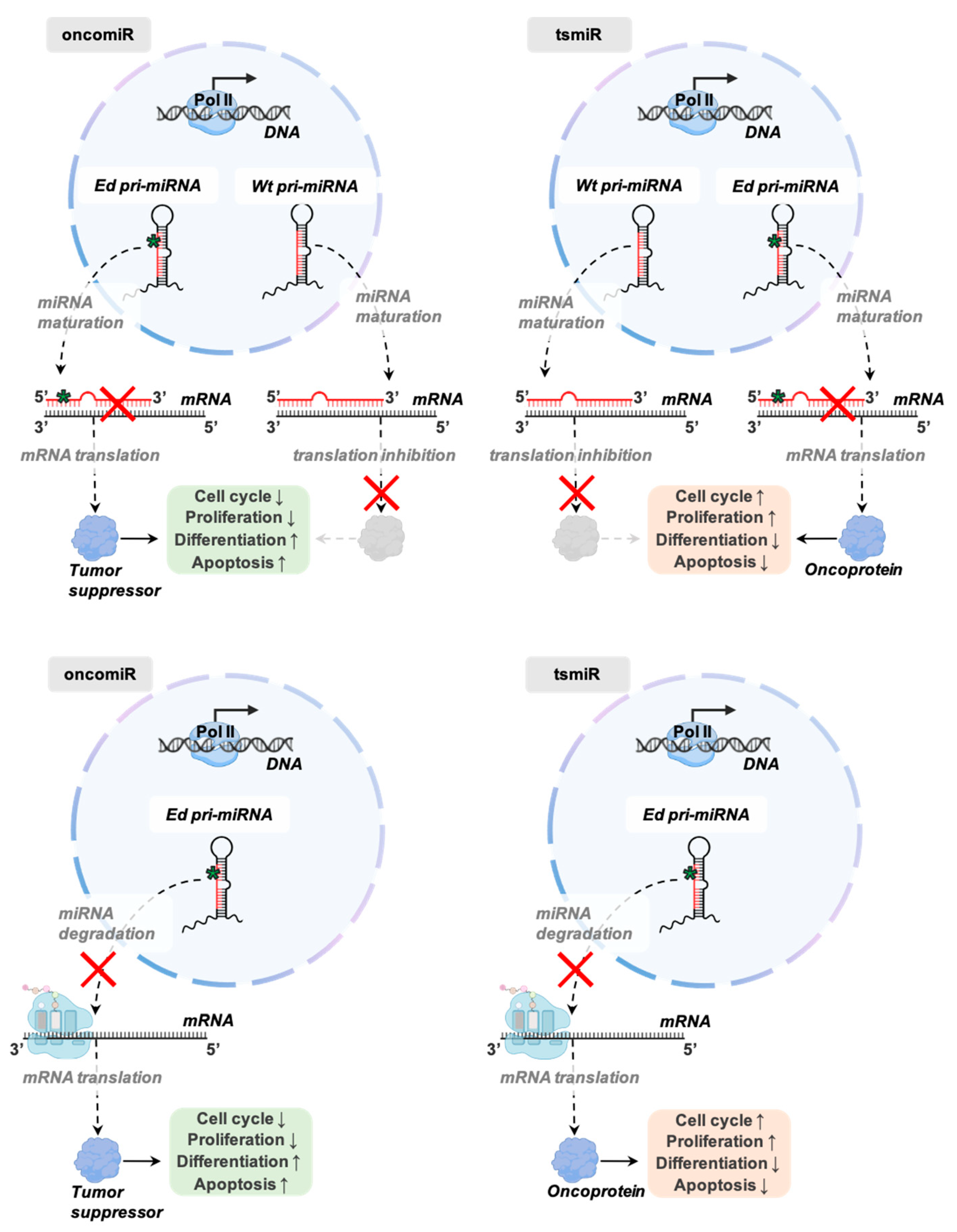 Cancers Free Full Text Detecting And Characterizing A To I Microrna Editing In Cancer Html Cancers Free Full Text Detecting And Characterizing A To I Microrna Editing In Cancer Html