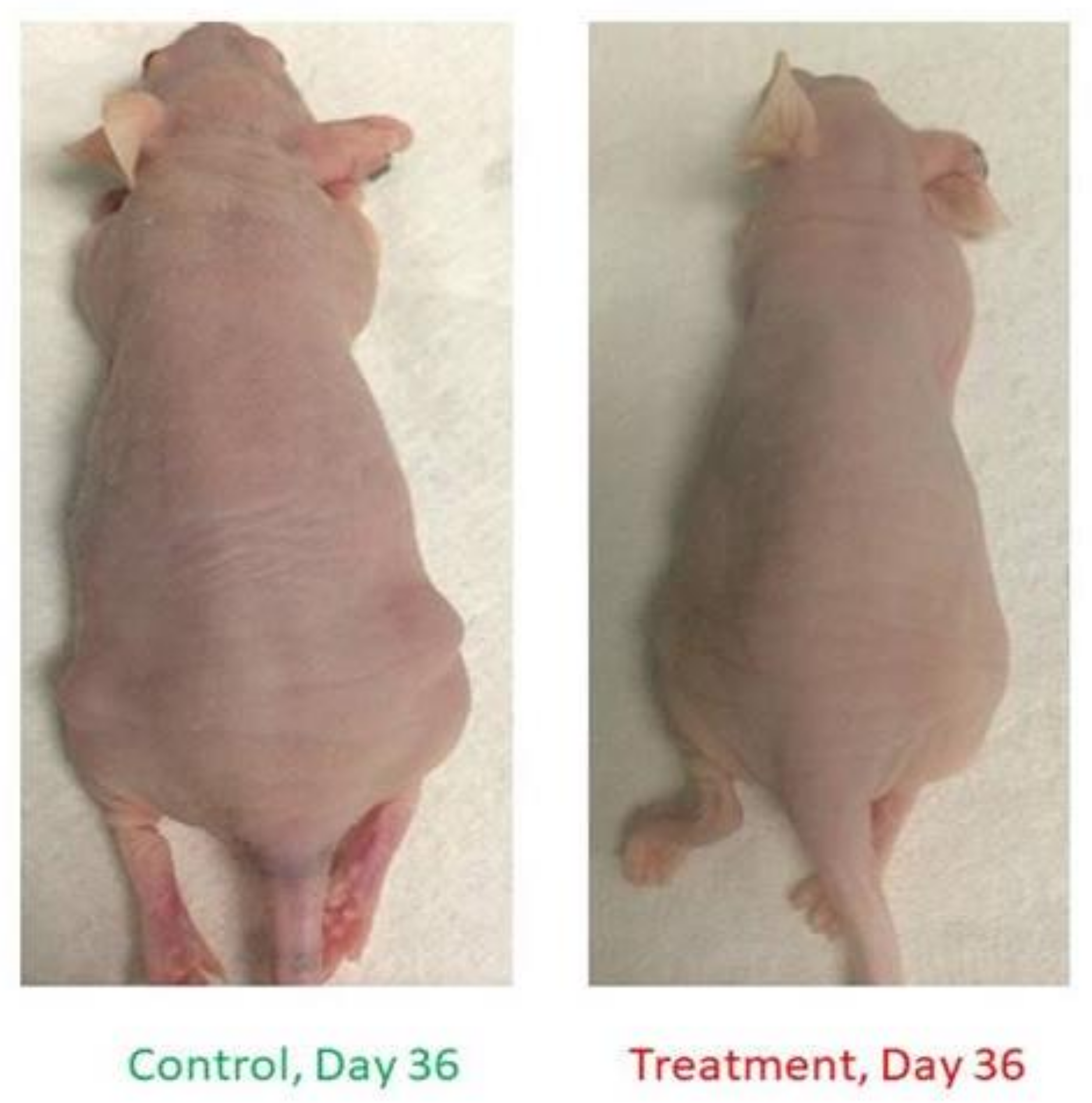 Cancers 13 01707 g013