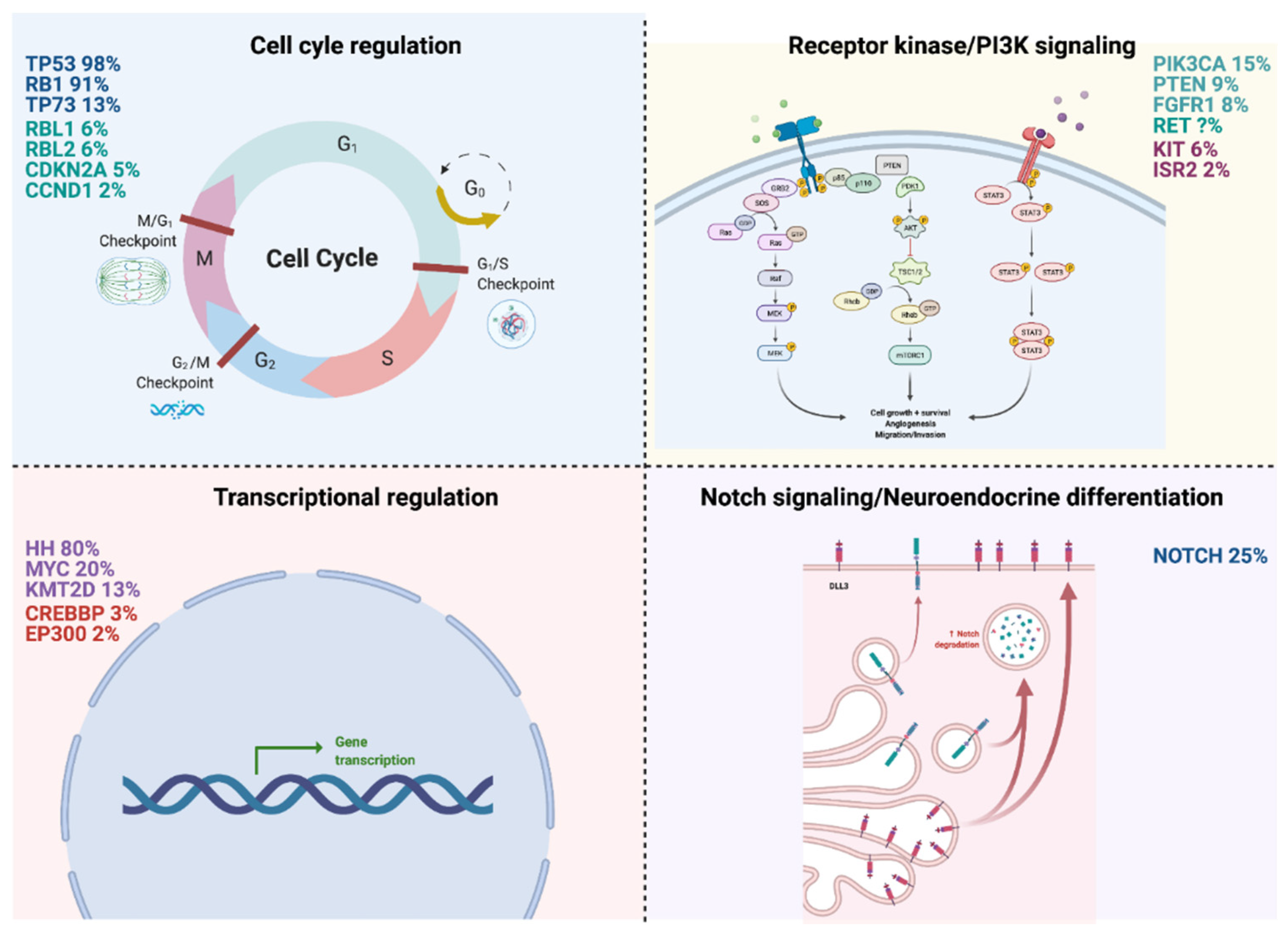 lung cancer cells diagram