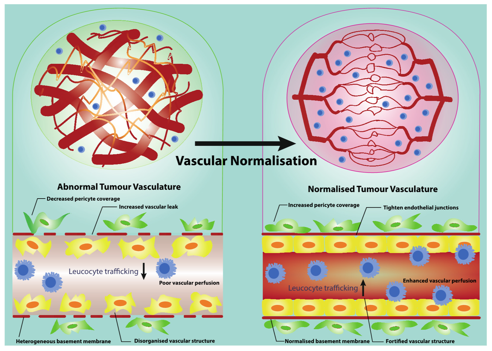Cancers 13 01724 g001