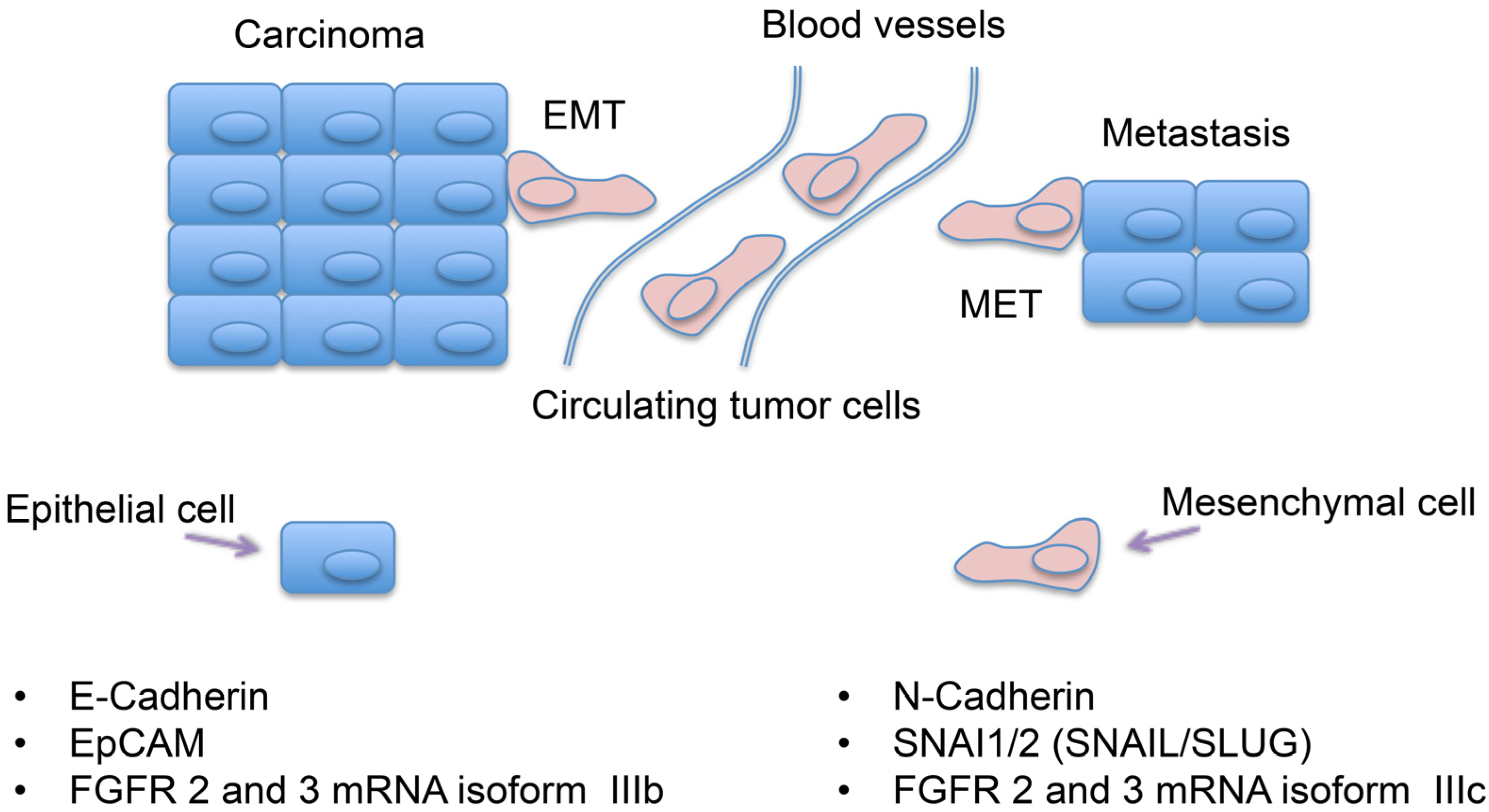 Cancers 13 01736 g001