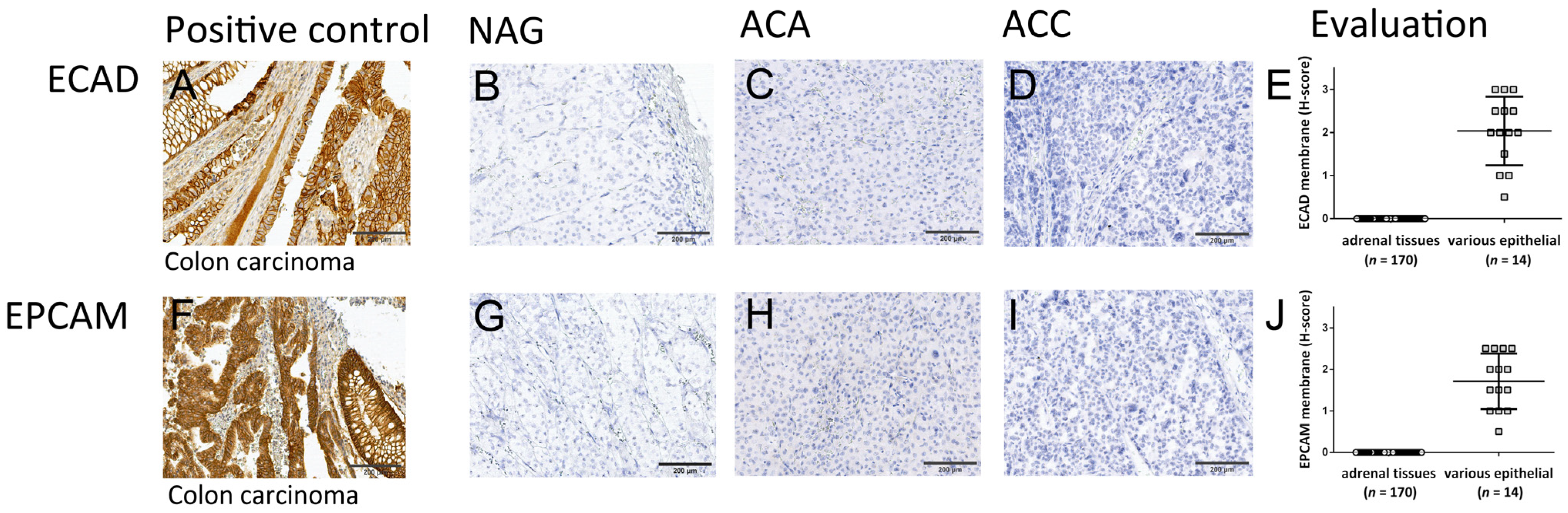 Cancers 13 01736 g002