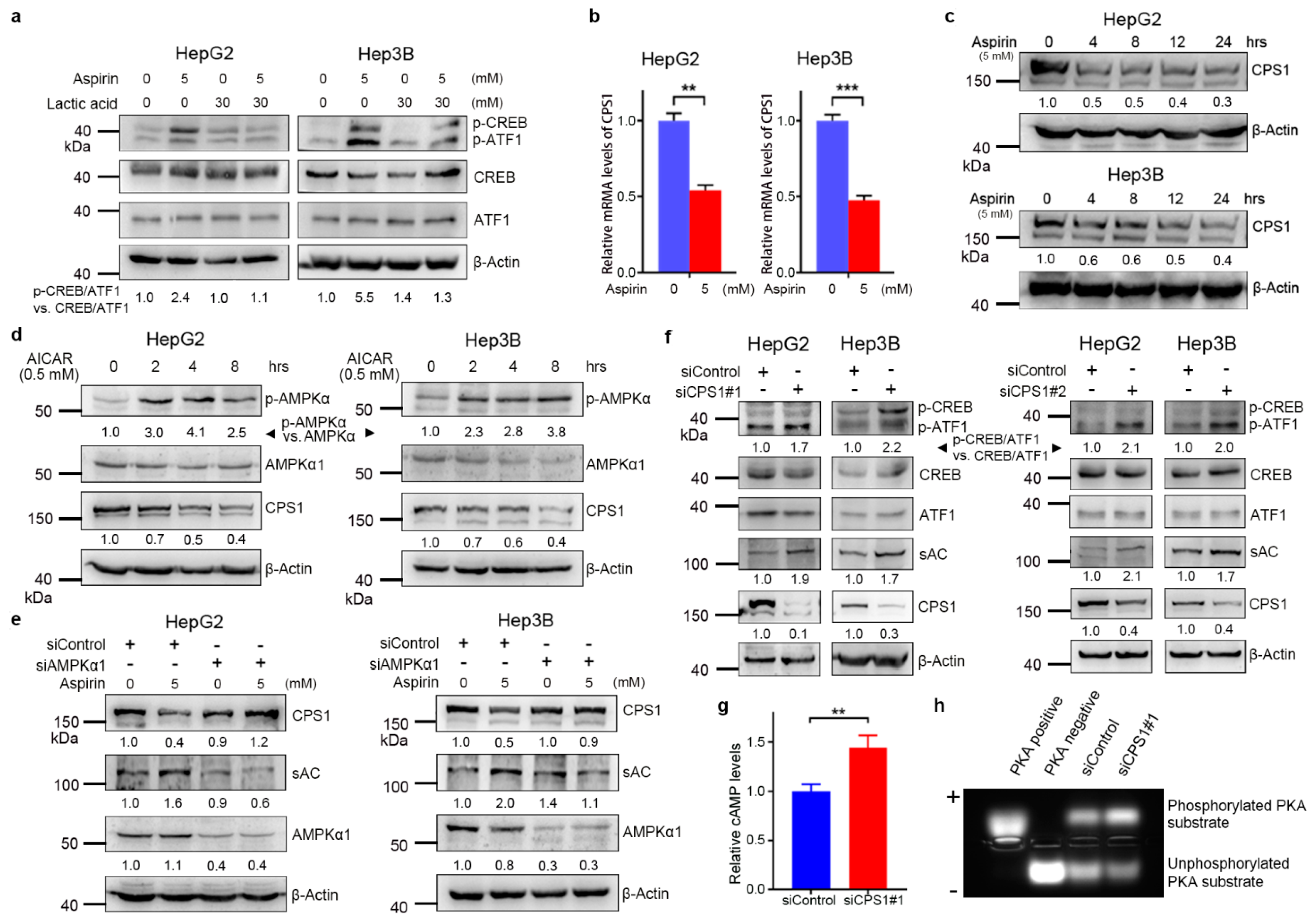 Cancers 13 01738 g003 Cancers 13 01738 g003