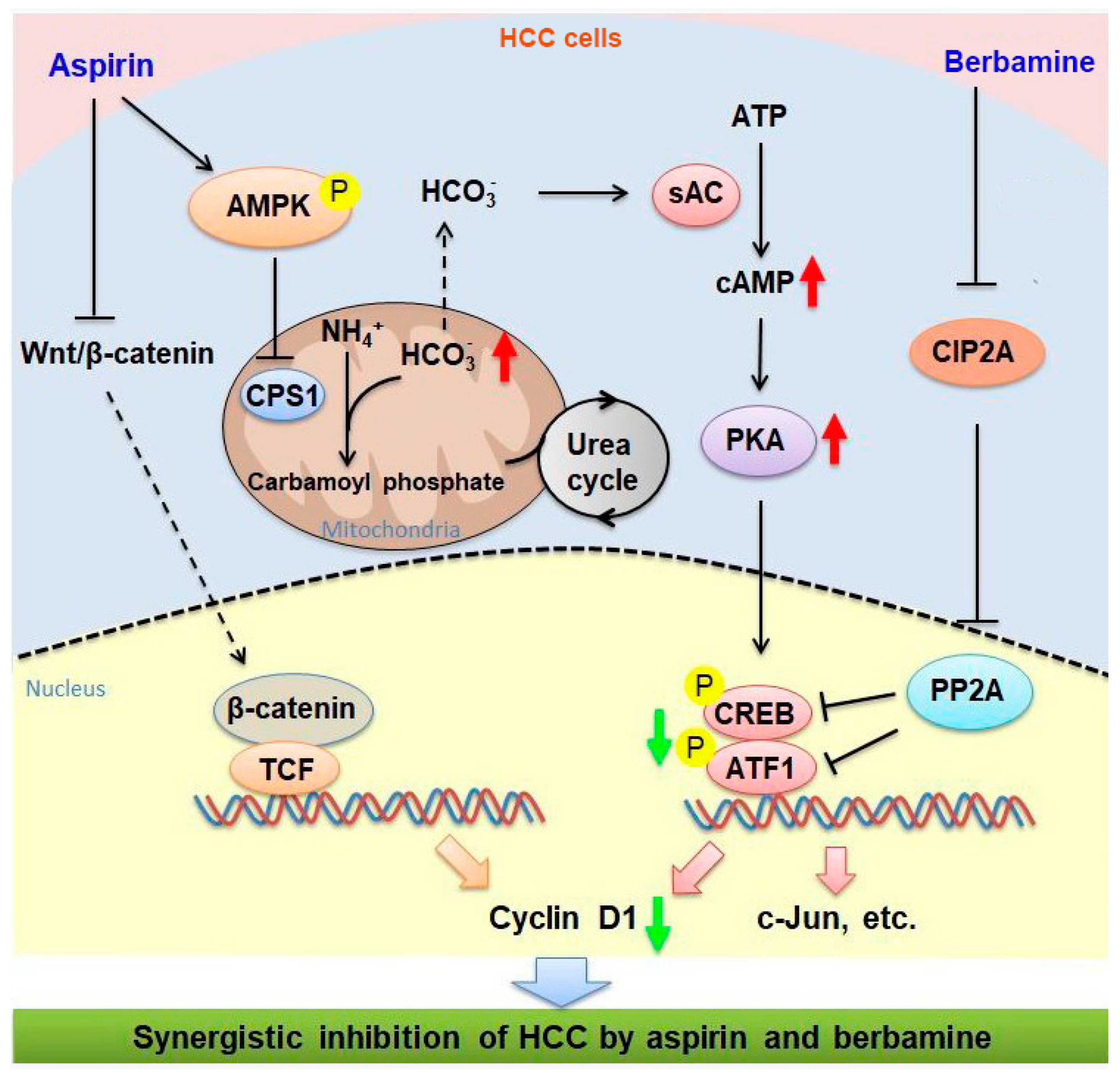 Cancers 13 01738 g008 Cancers 13 01738 g008