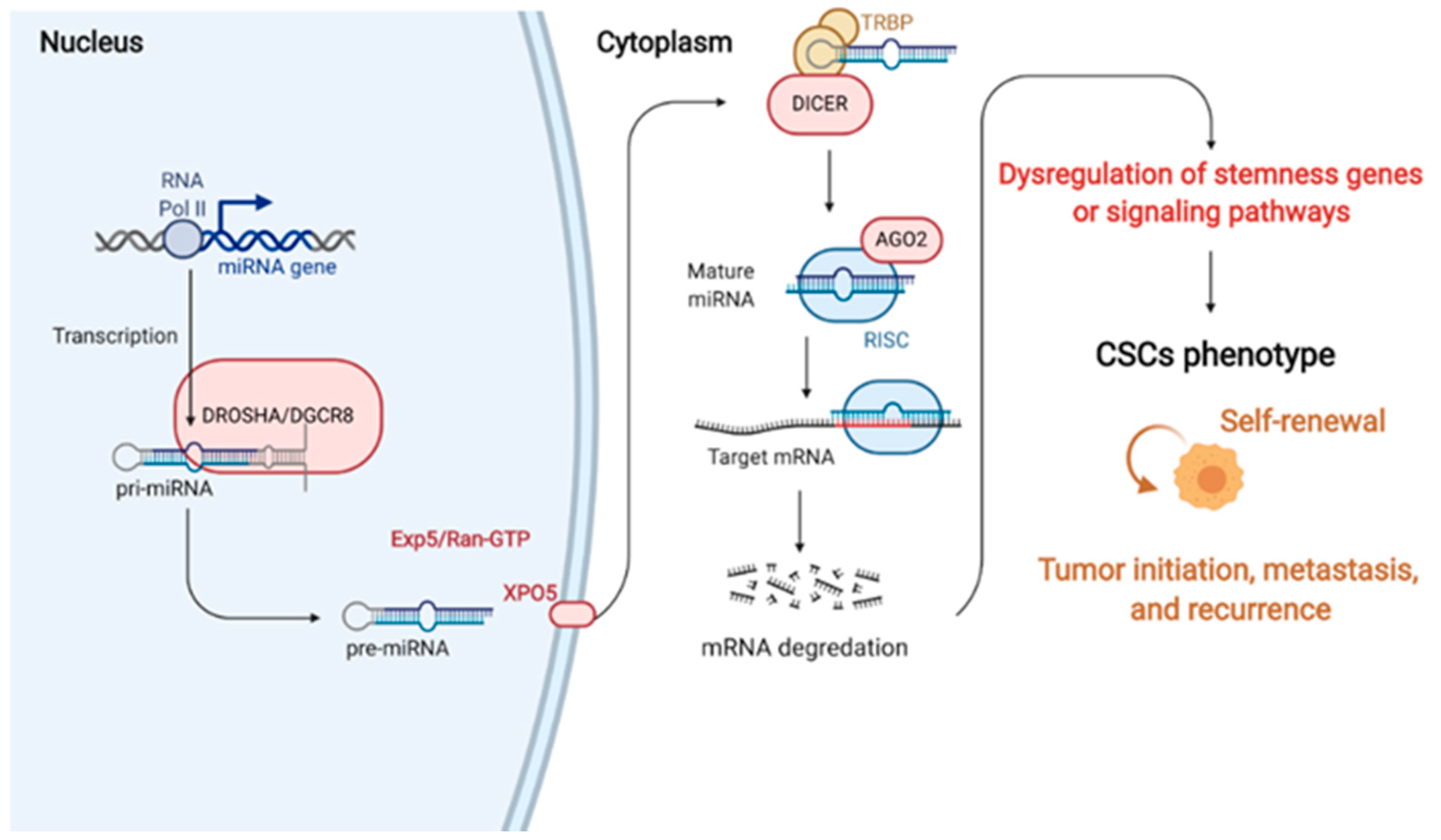 Cancers | Free Full-Text | Roles of microRNAs in Regulating Cancer 