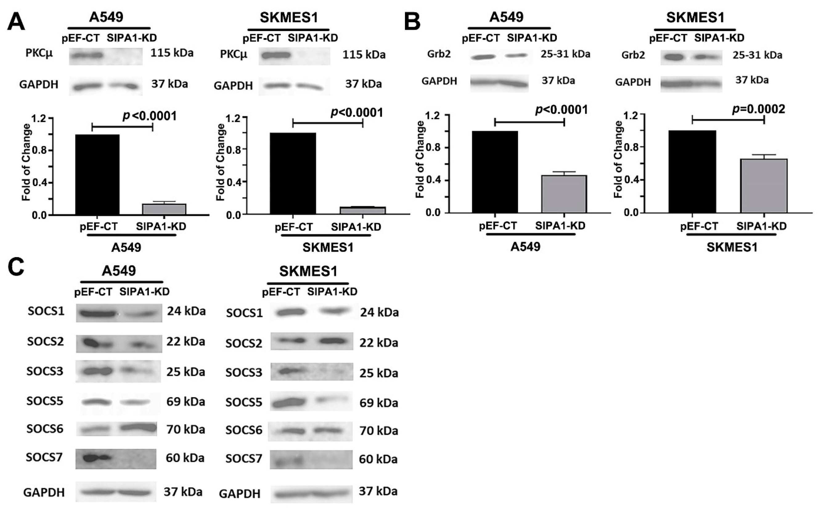 Cancers 13 01747 g007