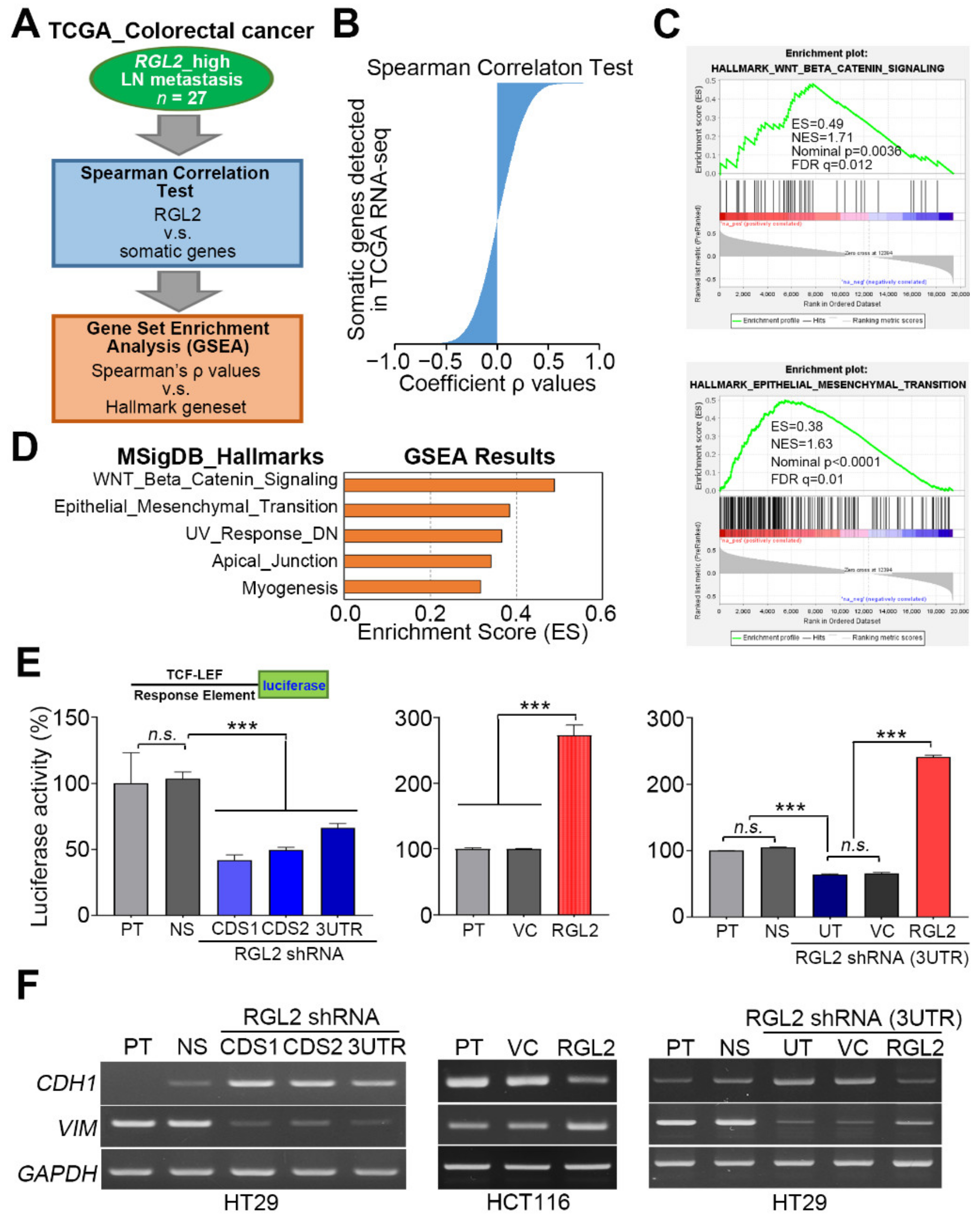 Cancers Free Full Text Rgl2 Drives The Metastatic Progression Of Colorectal Cancer Via Preventing The Protein Degradation Of B Catenin And Kras Html